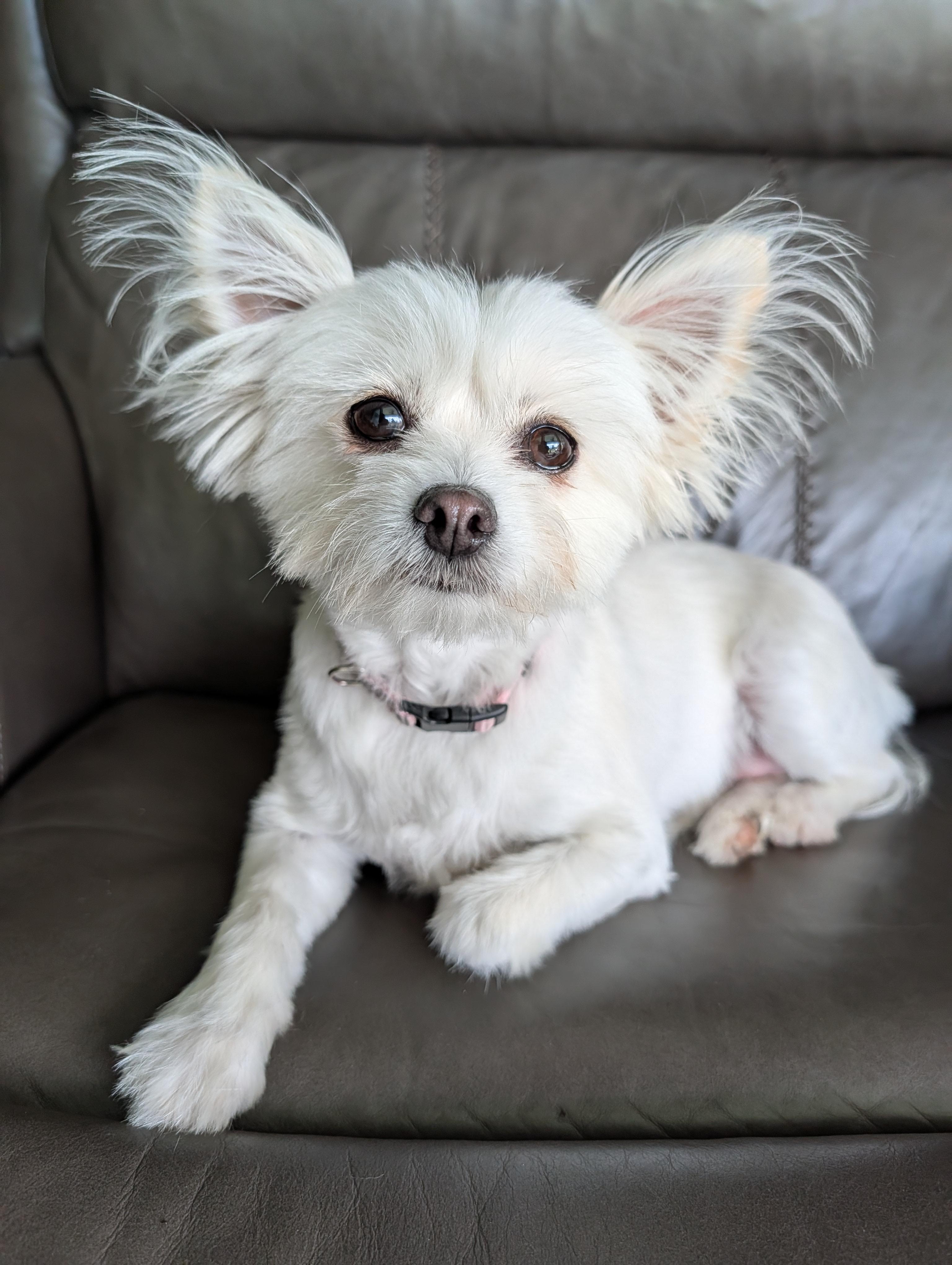 Salty, Adoptable, Adult Female Pomeranian & Papillon.