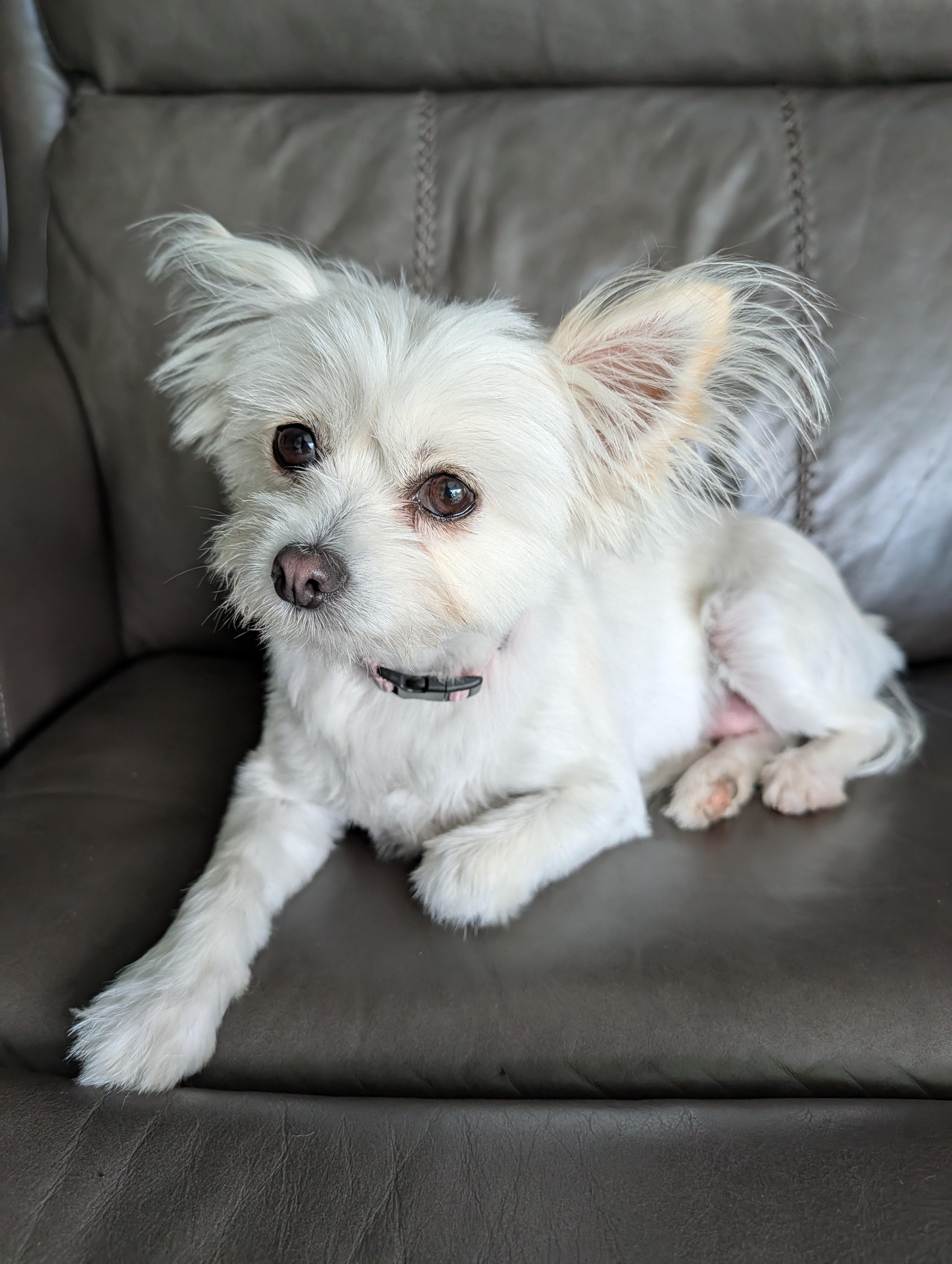 Enlarge Salty, a Adoptable mixed breed in Baton Rouge, LA image 2/3