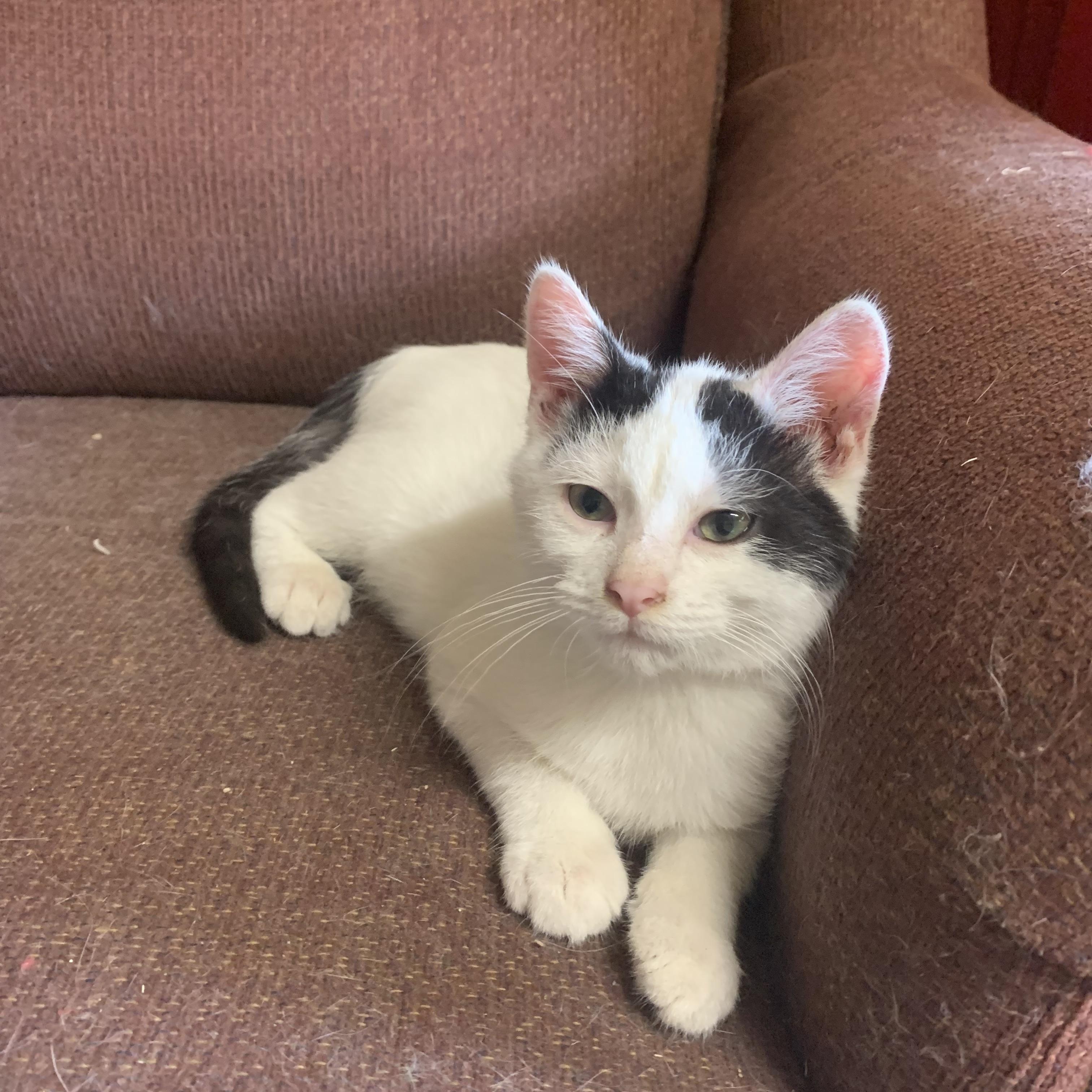 Enlarge Scotty, a Adoptable Domestic Short Hair in Ludington, MI image 4/6