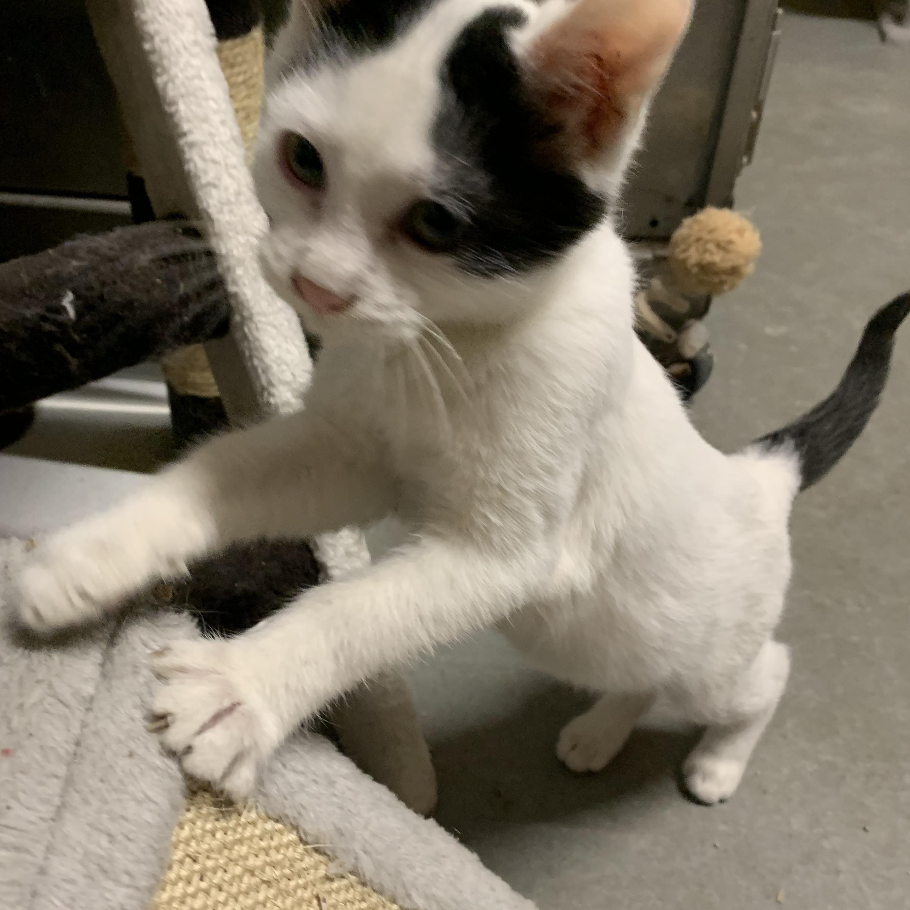 Enlarge Scotty, a Adoptable Domestic Short Hair in Ludington, MI image 3/6
