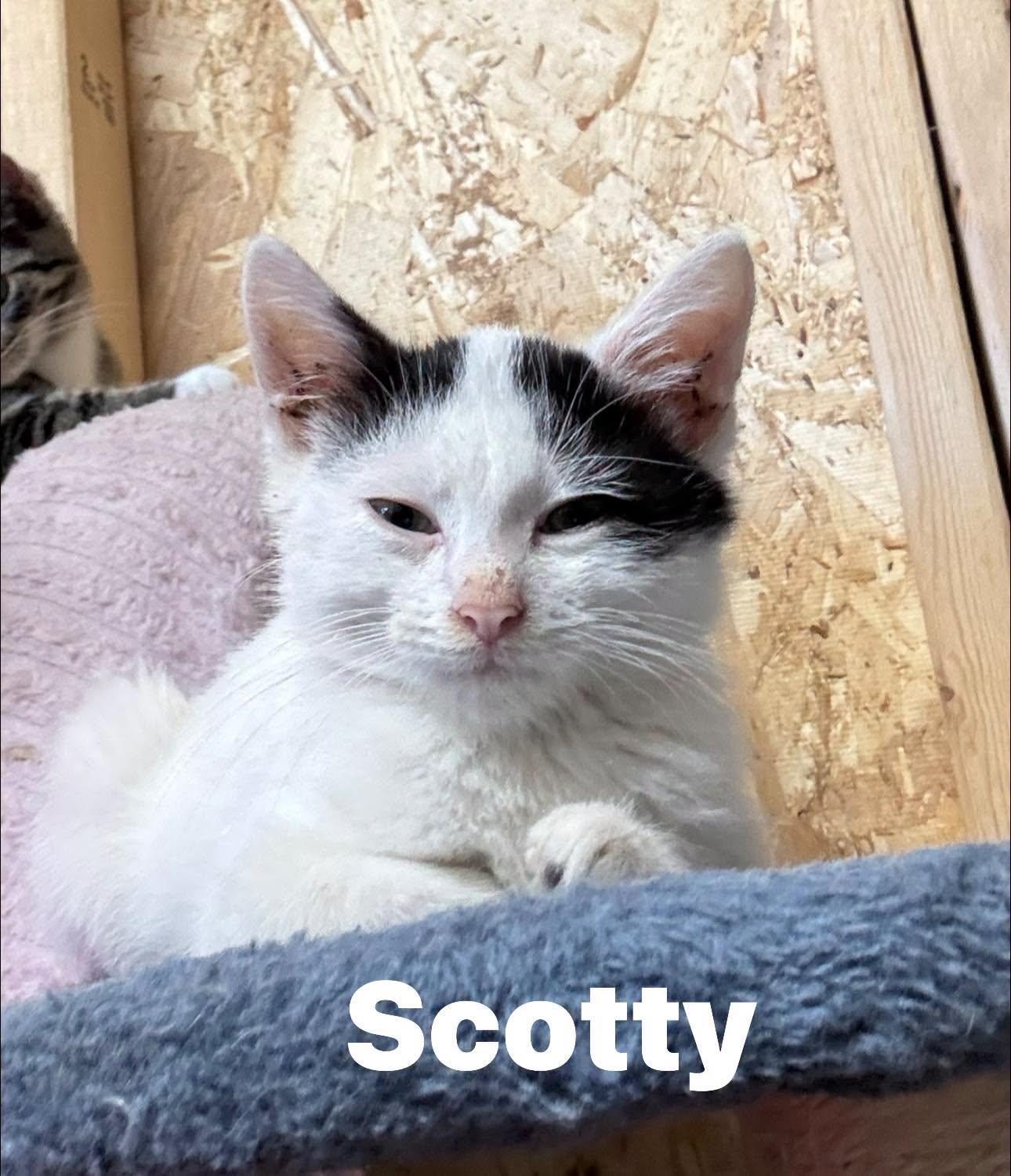 Enlarge Scotty, a Adoptable Domestic Short Hair in Ludington, MI image 5/6