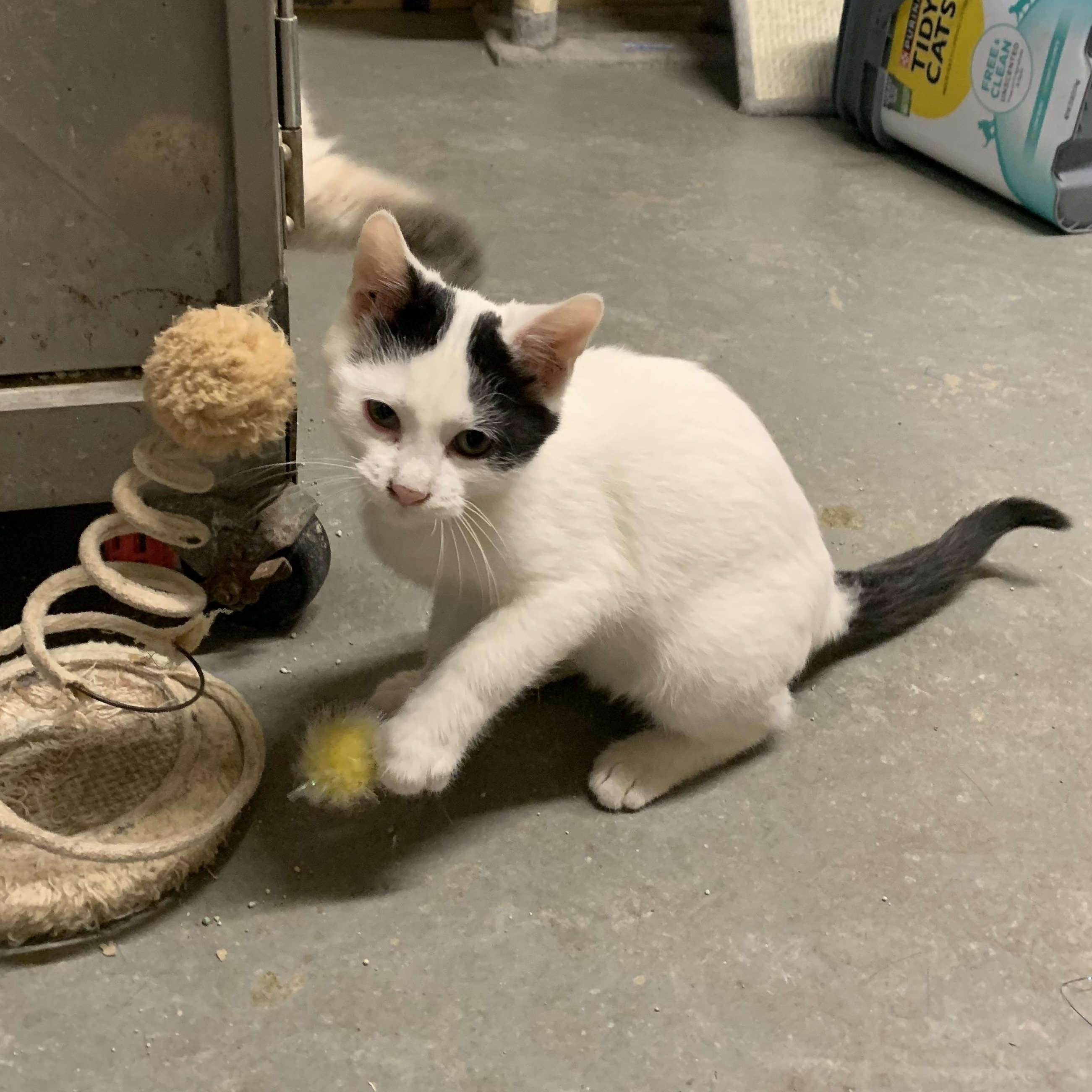 Enlarge Scotty, a Adoptable Domestic Short Hair in Ludington, MI image 6/6