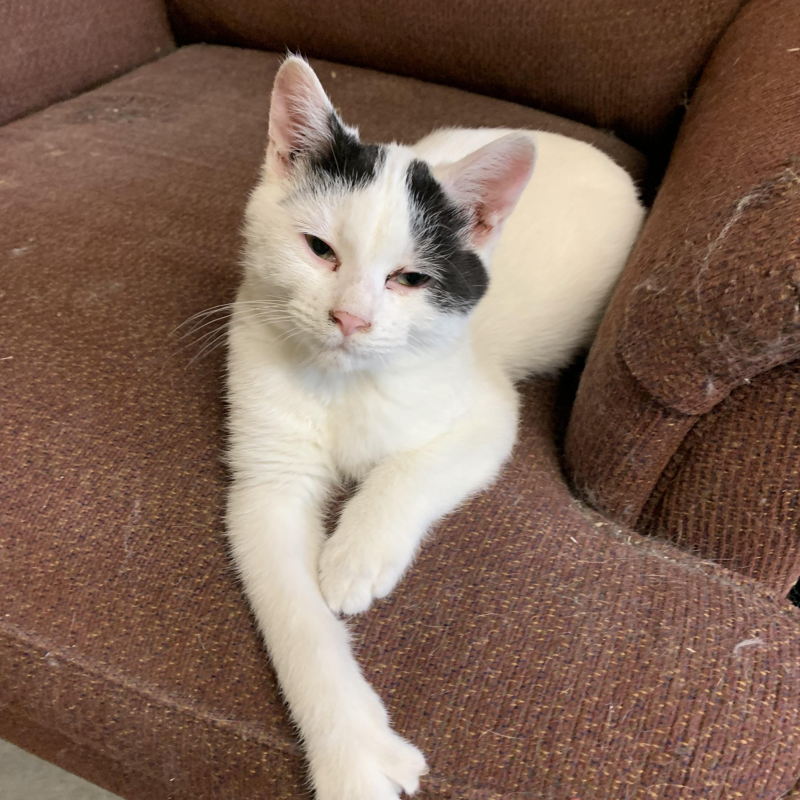 Scotty, Adoptable, Young Male Domestic Short Hair.