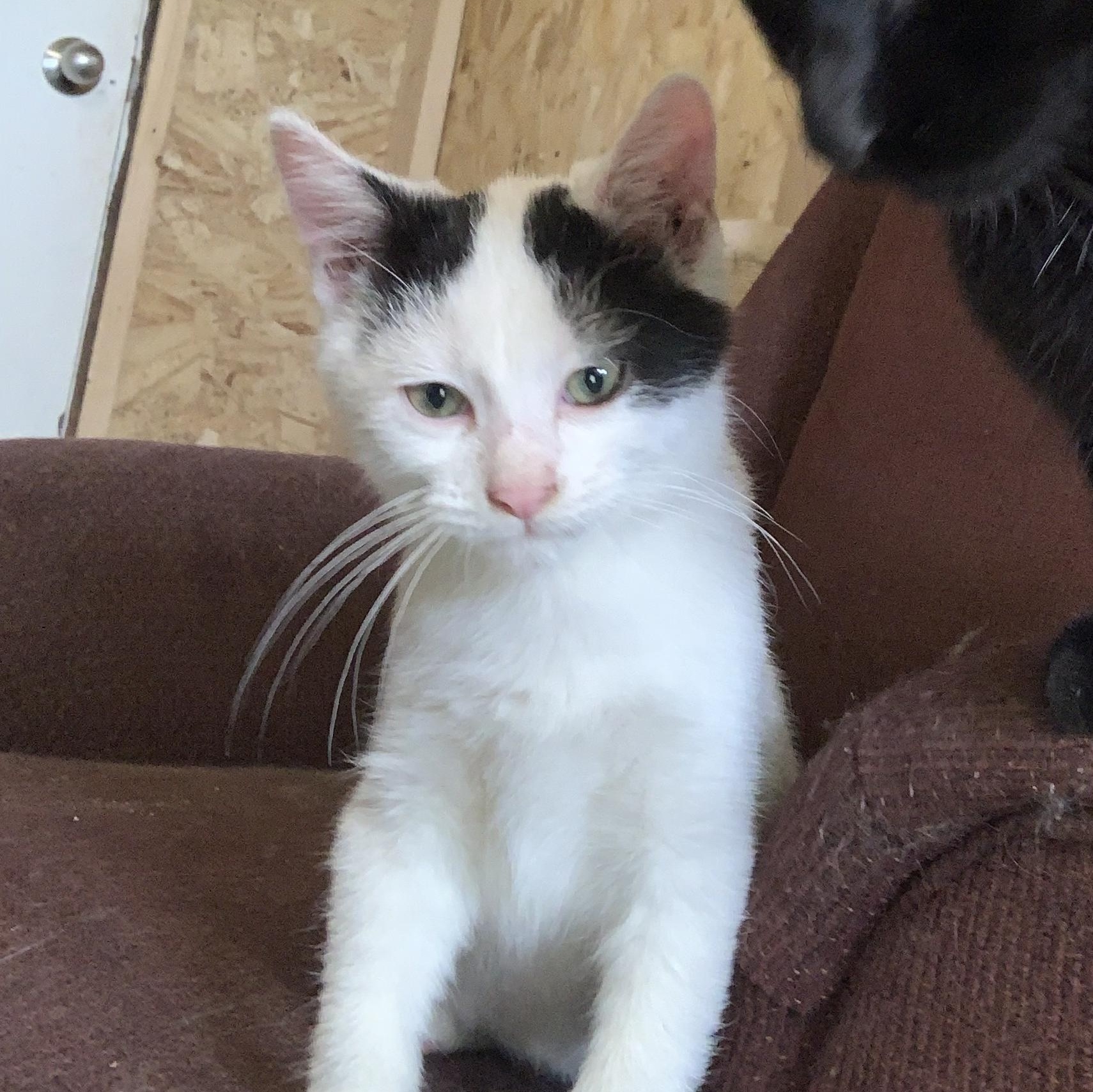 Enlarge Scotty, a Adoptable Domestic Short Hair in Ludington, MI image 2/6