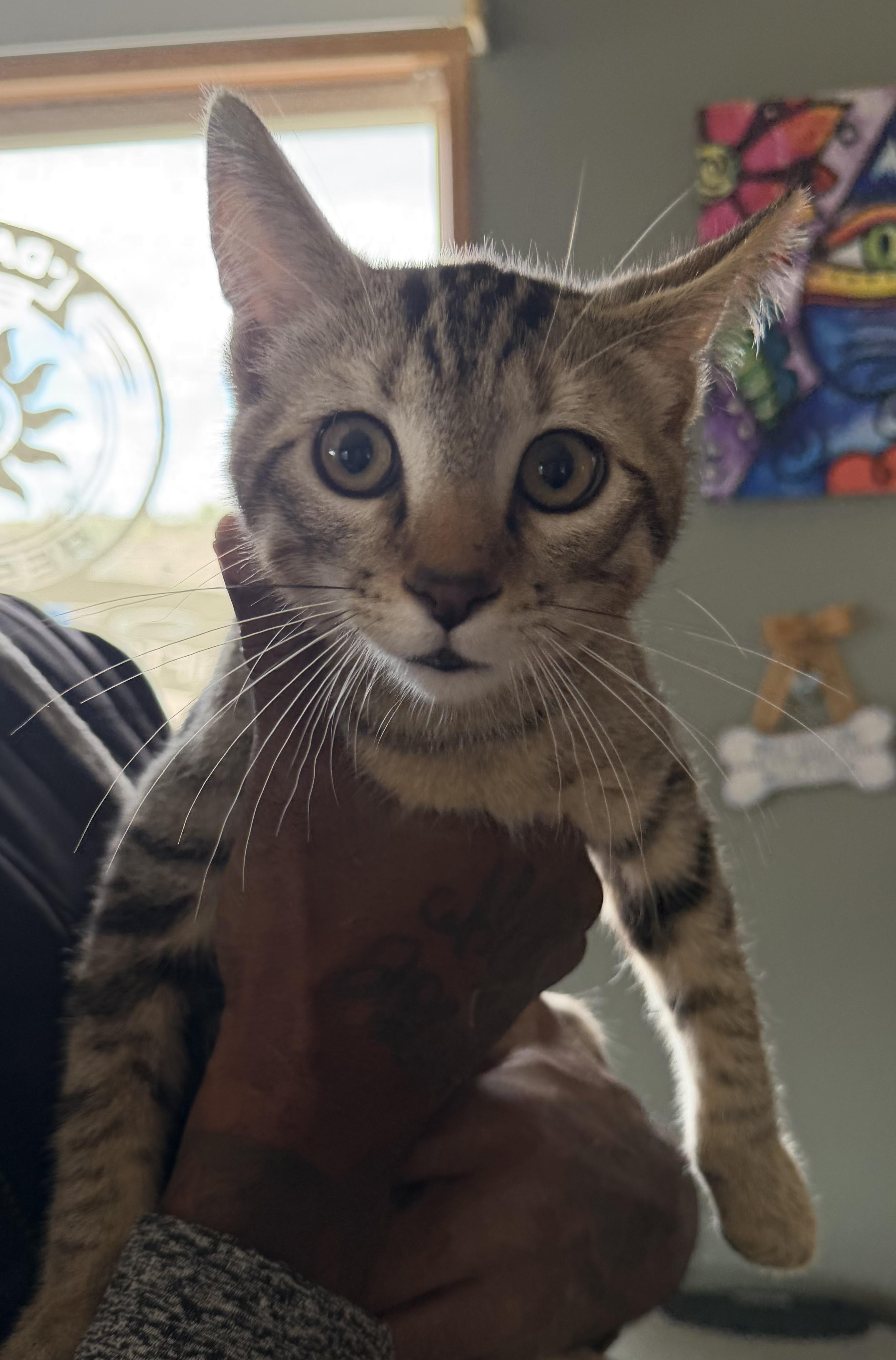 Enlarge Ralph, a Adopted Domestic Short Hair in Deming, NM image 1/1