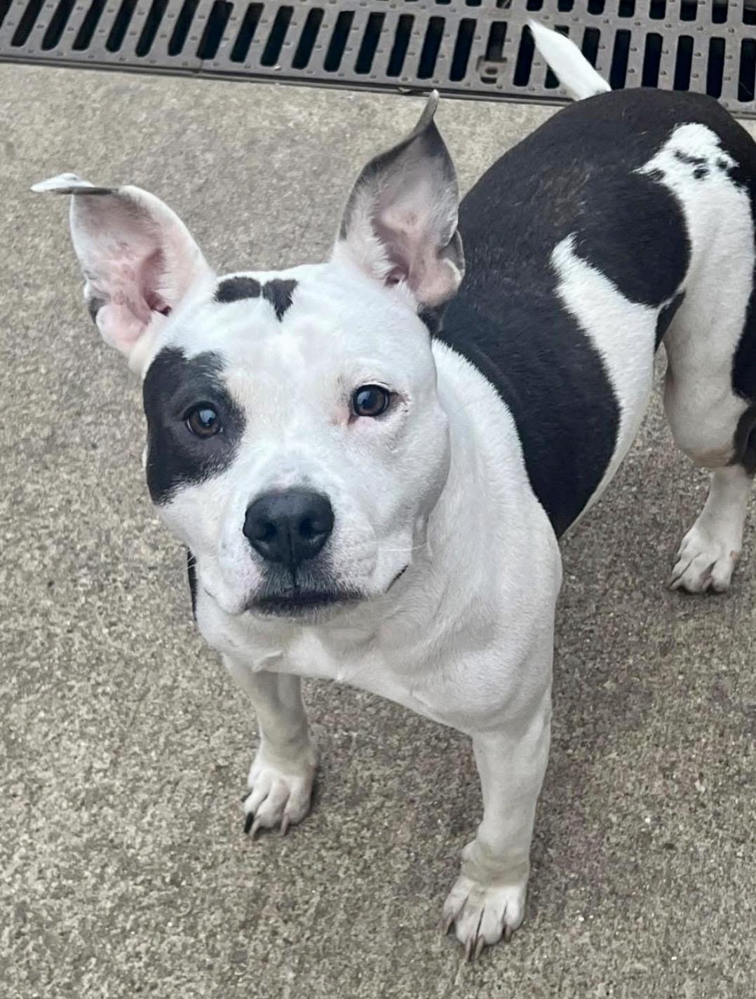 Mildred — thumbnail 3