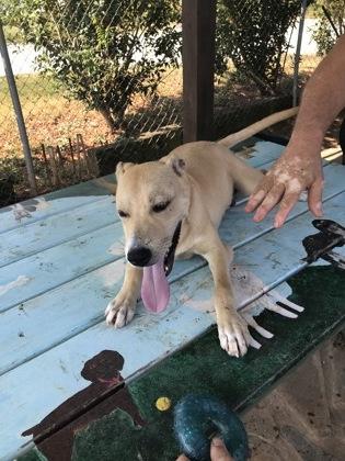 Enlarge Winnie, a Adoptable mixed breed in Jackson, GA image 1/1