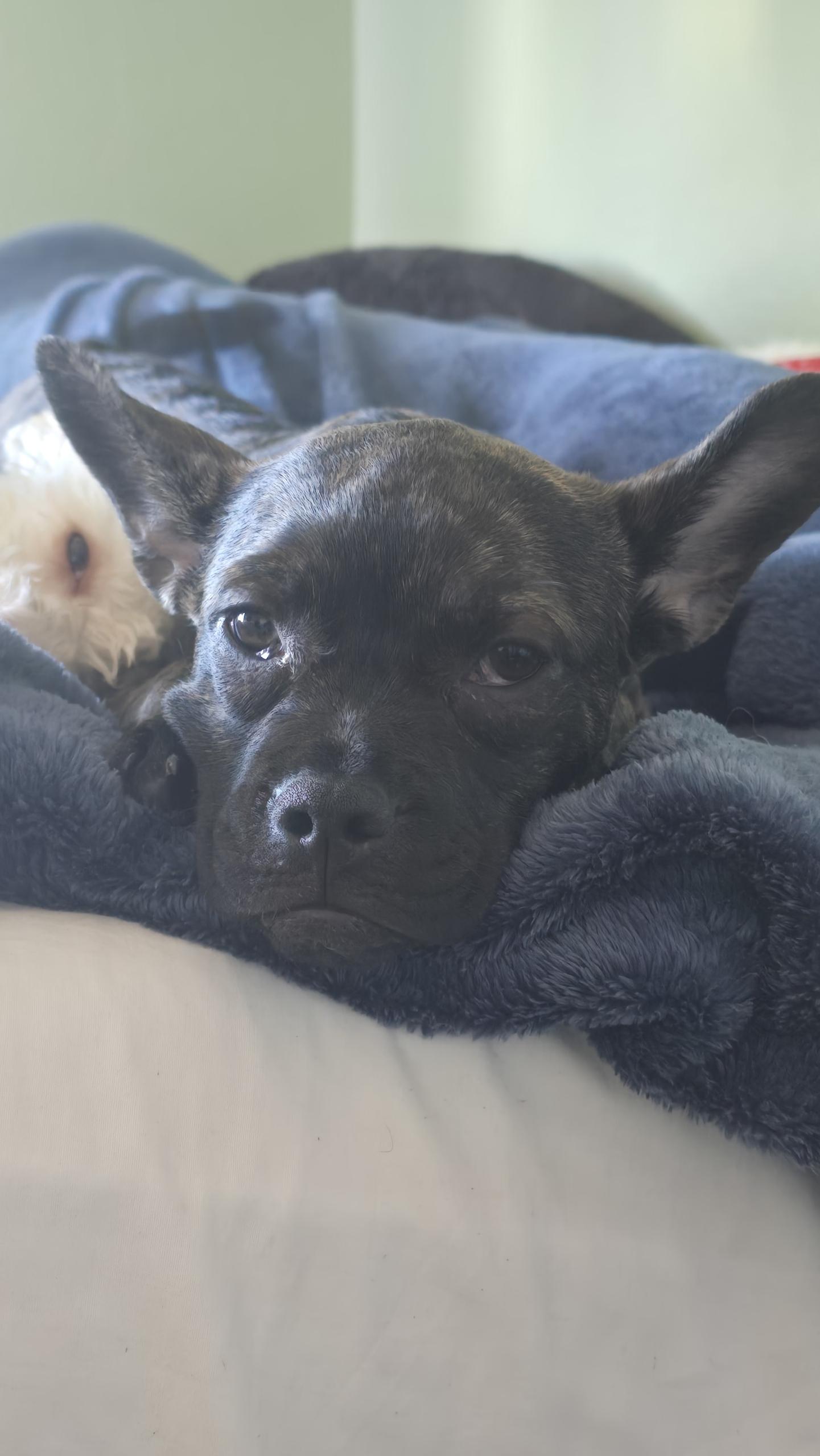 Enlarge Nugget , an adopted mixed breed in Hayward, CA image 3/6