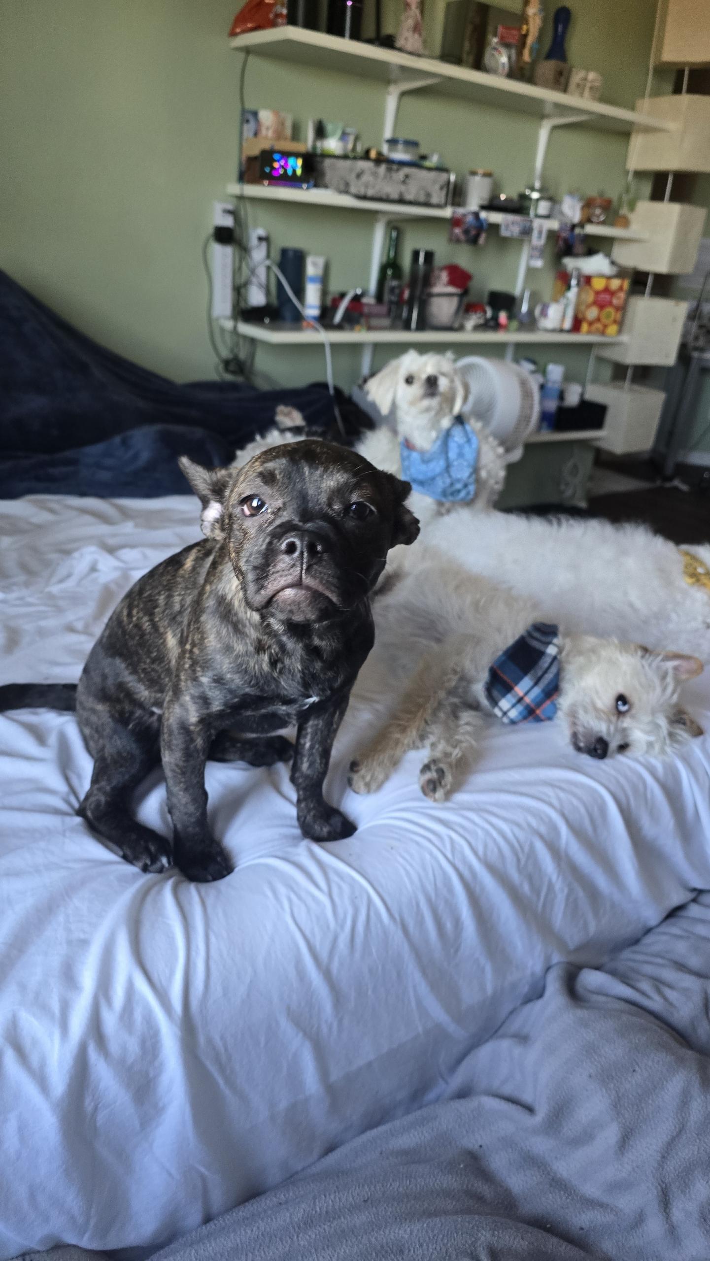 Enlarge Nugget , an adopted mixed breed in Hayward, CA image 2/6