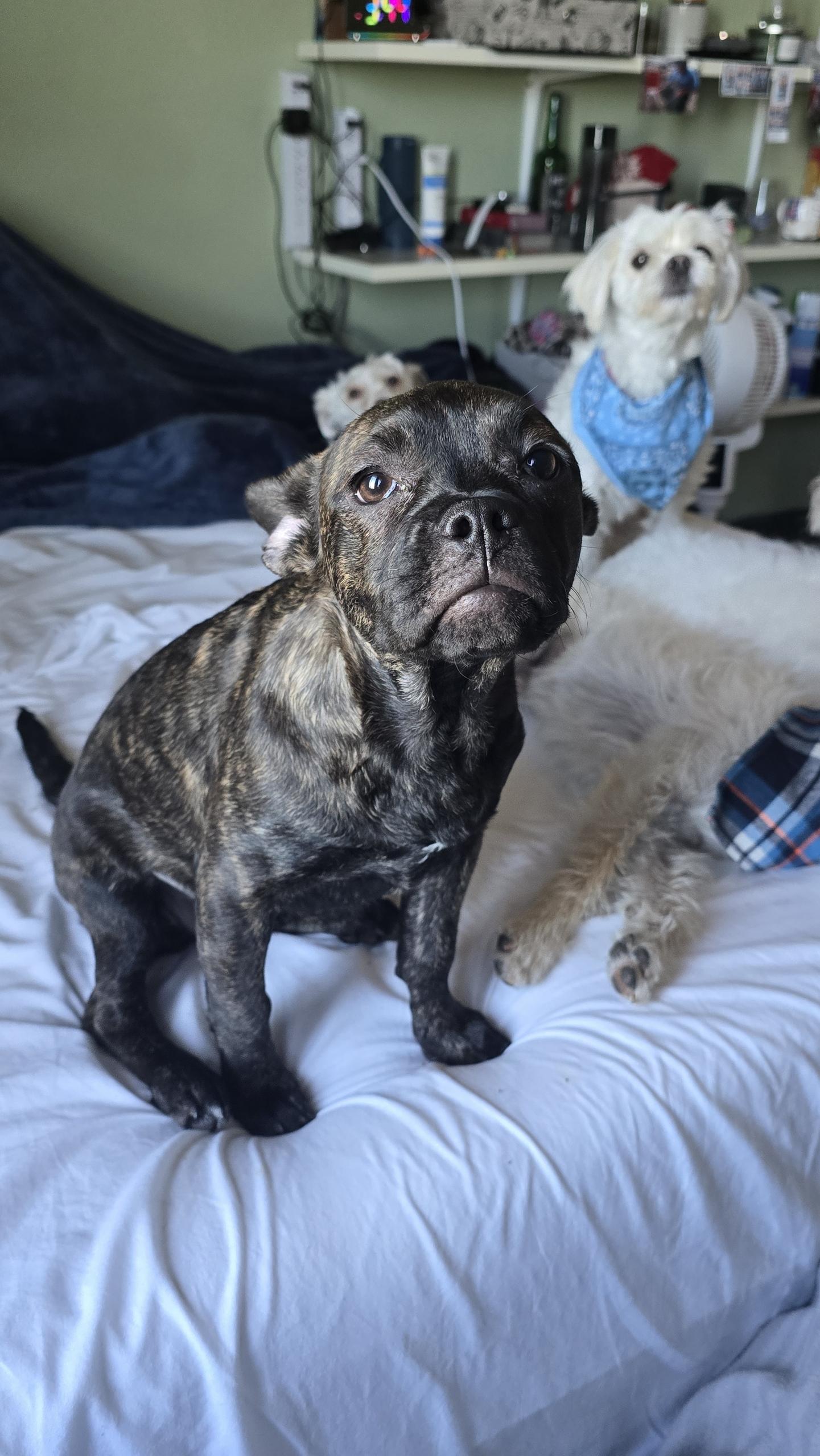 Enlarge Nugget , an adopted mixed breed in Hayward, CA image 5/6