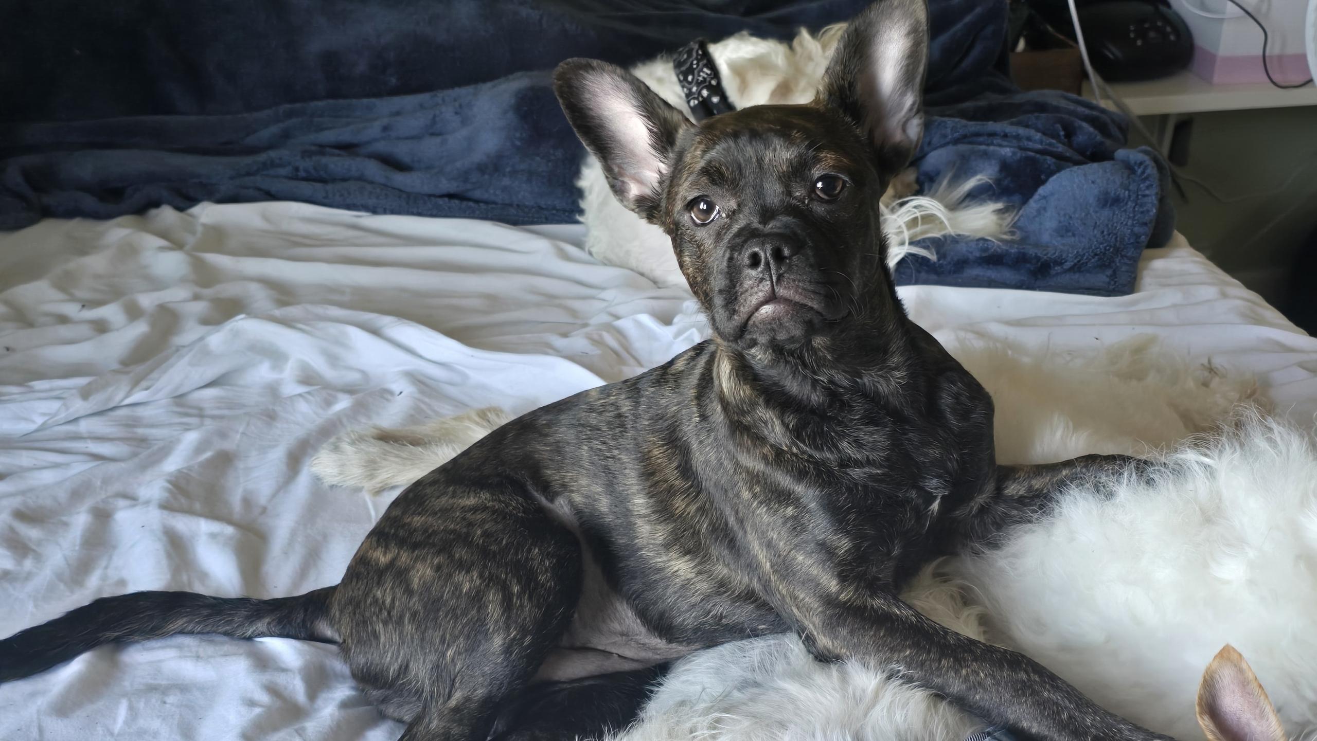 Enlarge Nugget , an adopted mixed breed in Hayward, CA image 4/6