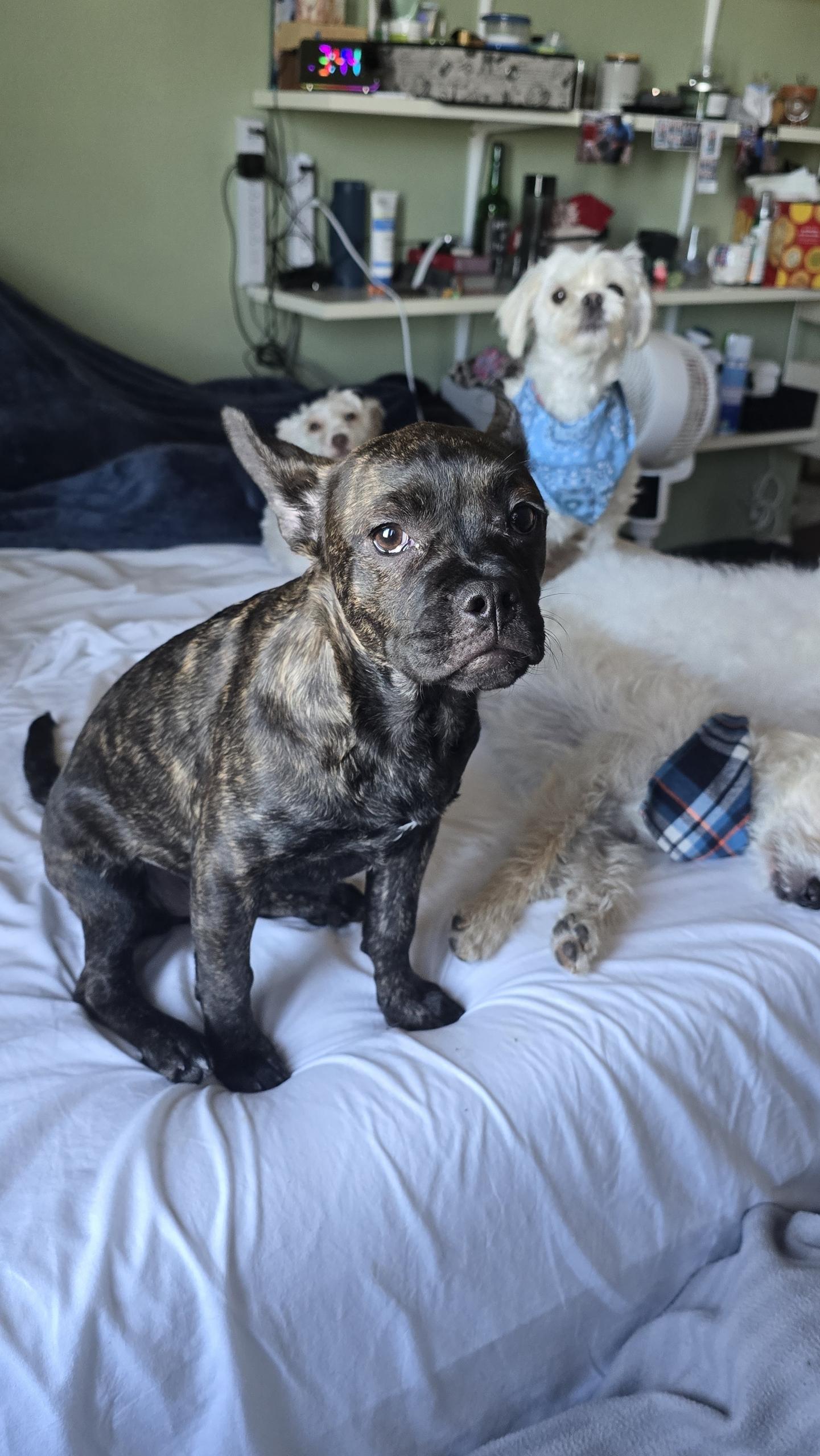 Enlarge Nugget , an adopted mixed breed in Hayward, CA image 6/6