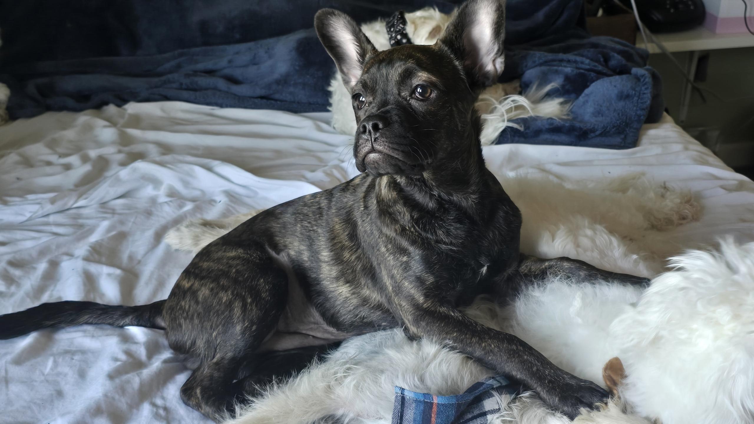 Enlarge Nugget , an adopted mixed breed in Hayward, CA image 1/6