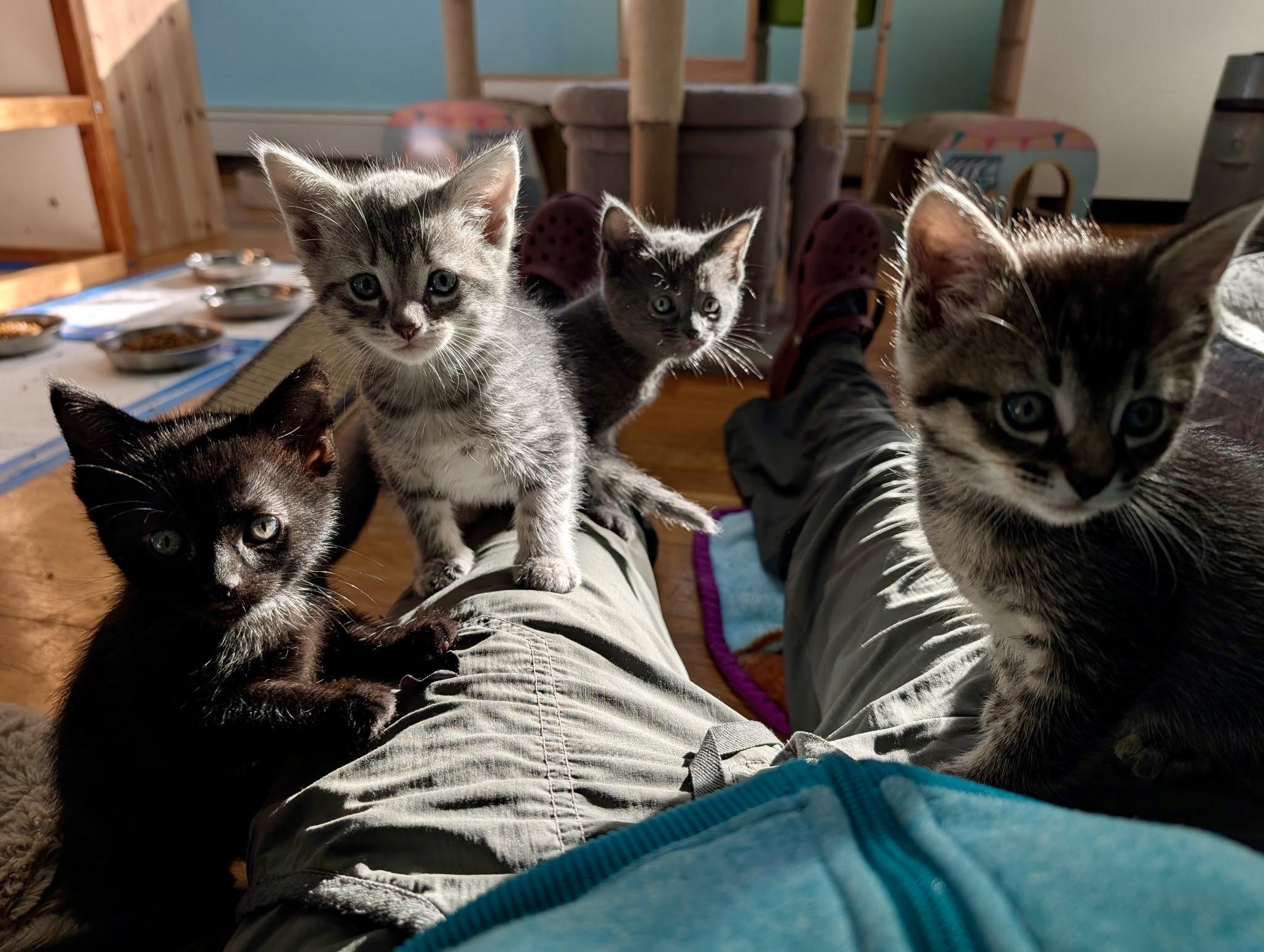 Enlarge Sylvie's Kittens, a ADOPTABLE Domestic Short Hair in Waltham, MA image 4/6