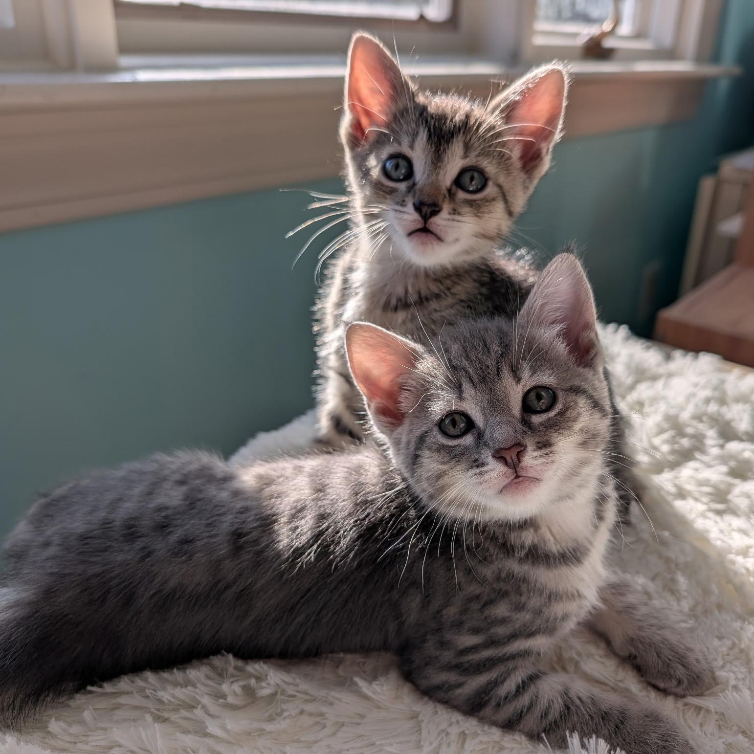 Enlarge Sylvie's Kittens, a ADOPTABLE Domestic Short Hair in Waltham, MA image 2/6