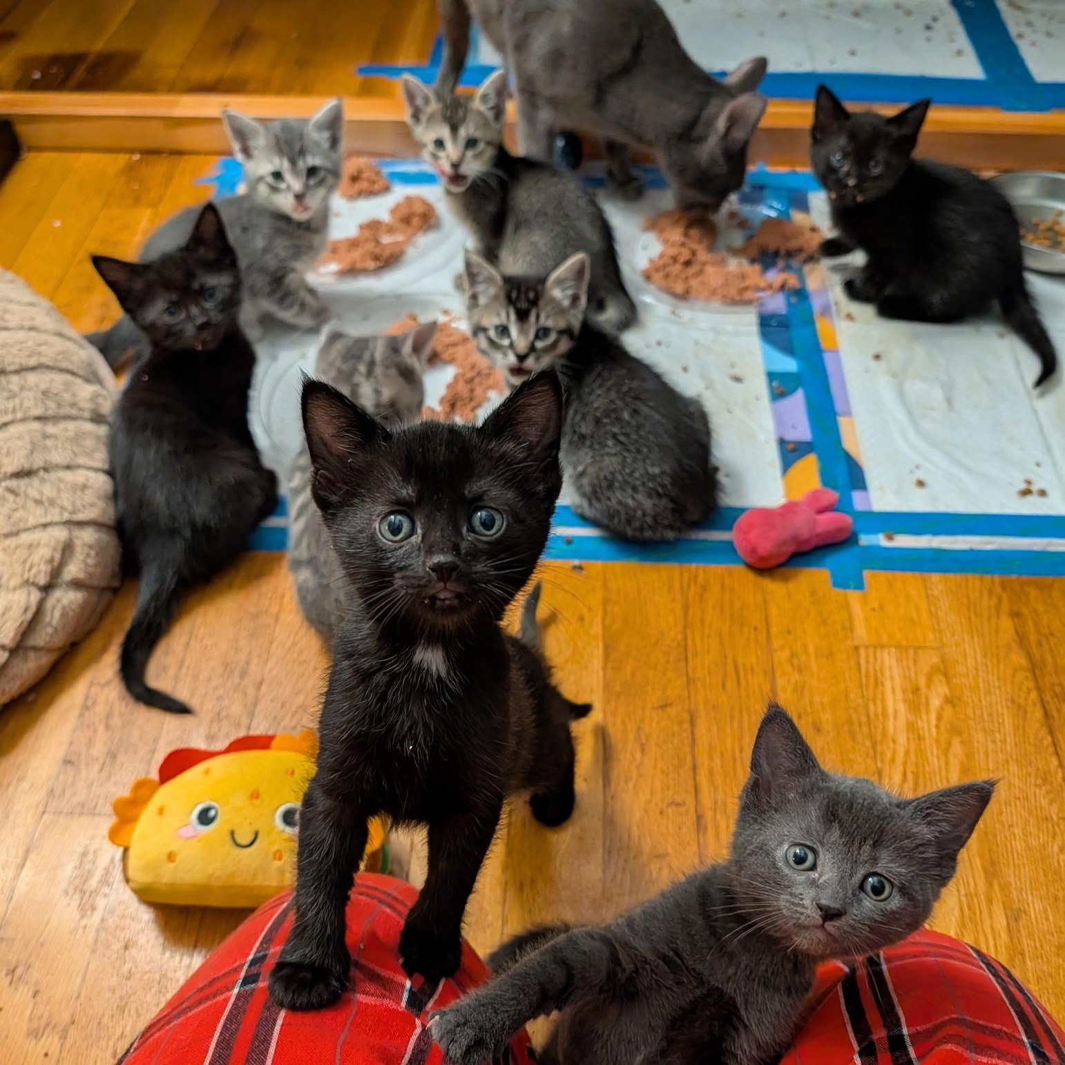 Enlarge Sylvie's Kittens, a ADOPTABLE Domestic Short Hair in Waltham, MA image 5/6