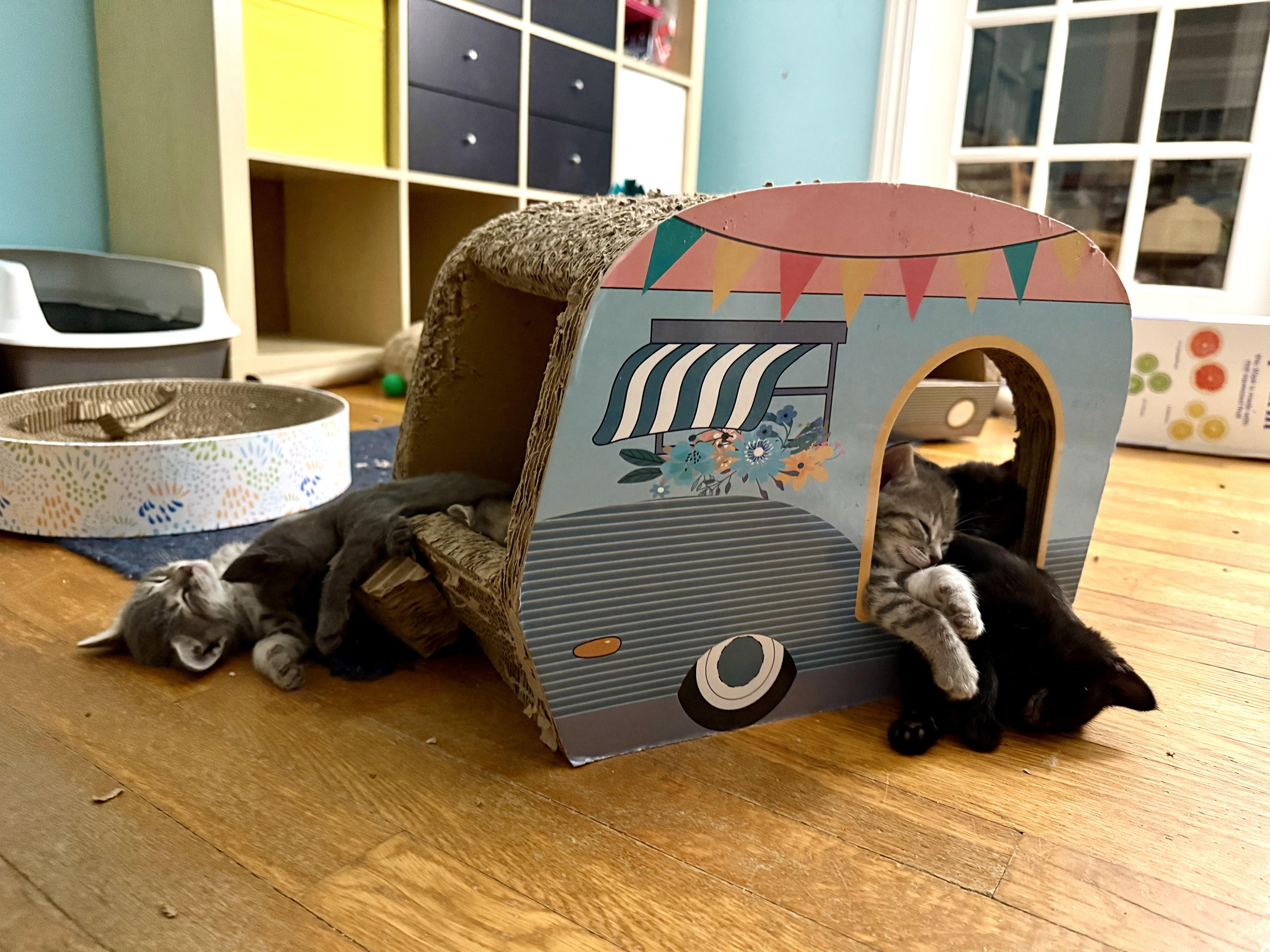 Enlarge Sylvie's Kittens, a ADOPTABLE Domestic Short Hair in Waltham, MA image 6/6