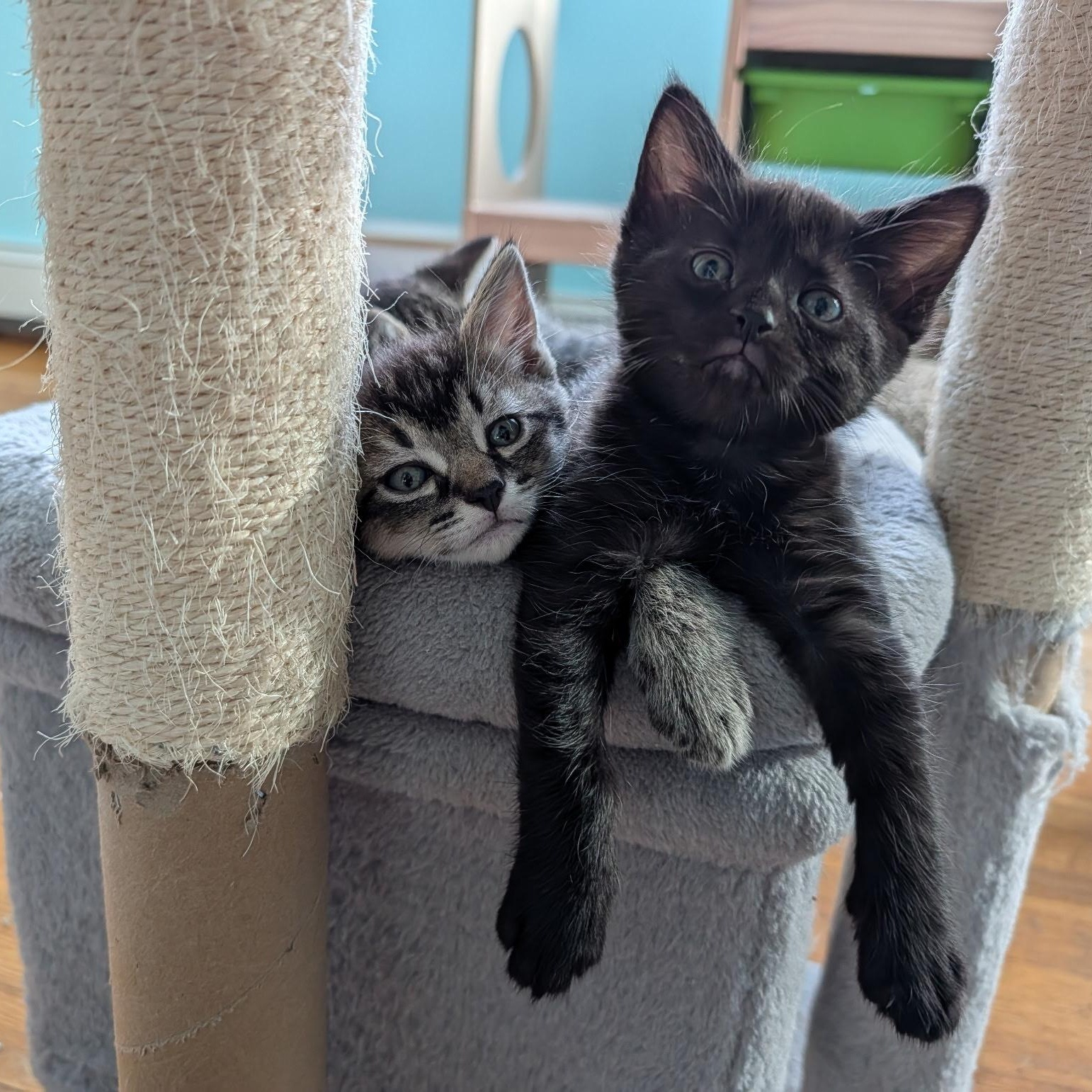 Enlarge Sylvie's Kittens, a ADOPTABLE Domestic Short Hair in Waltham, MA image 3/6