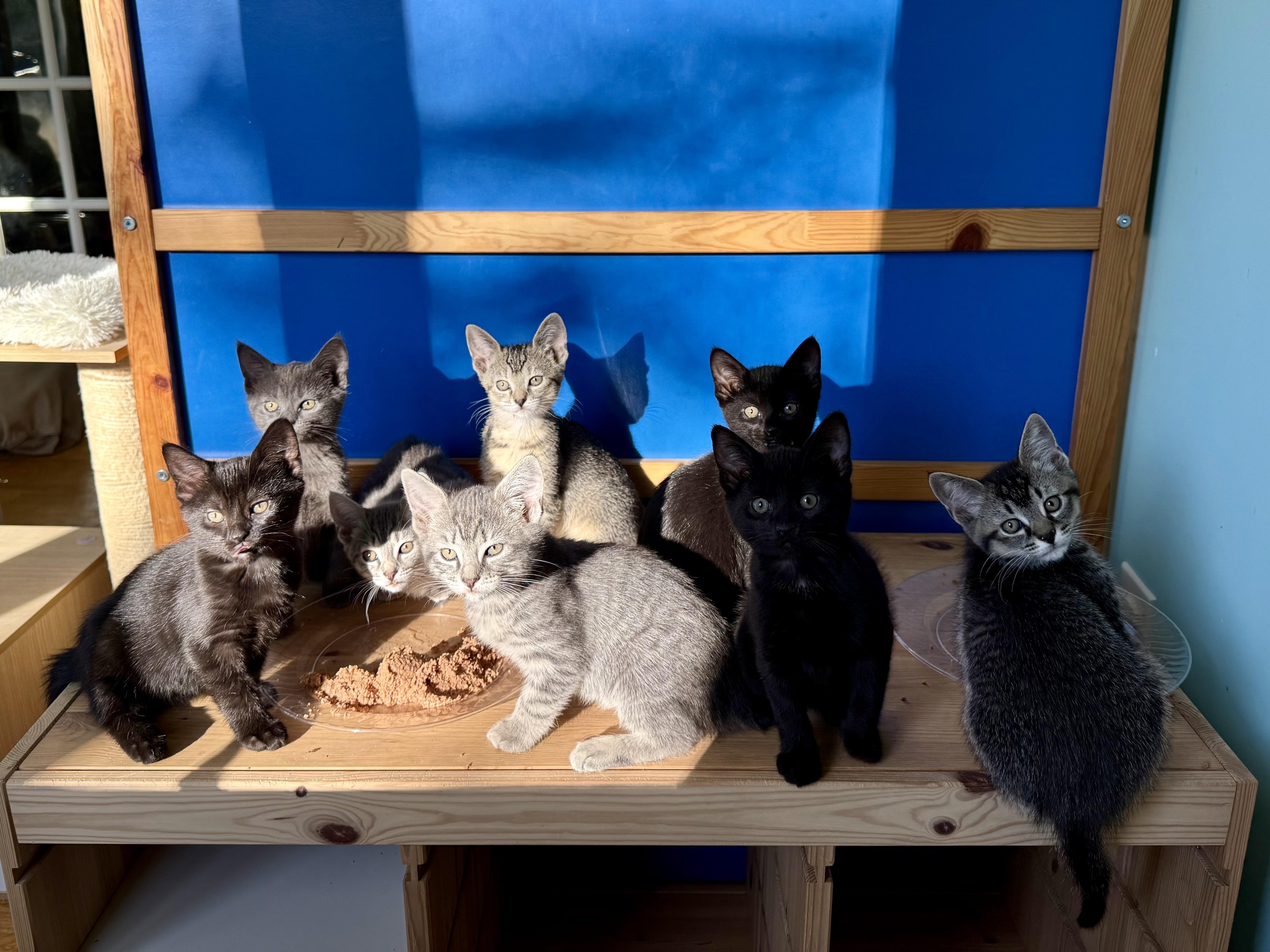 Sylvie's Kittens, ADOPTABLE, Kitten Male Domestic Short Hair.