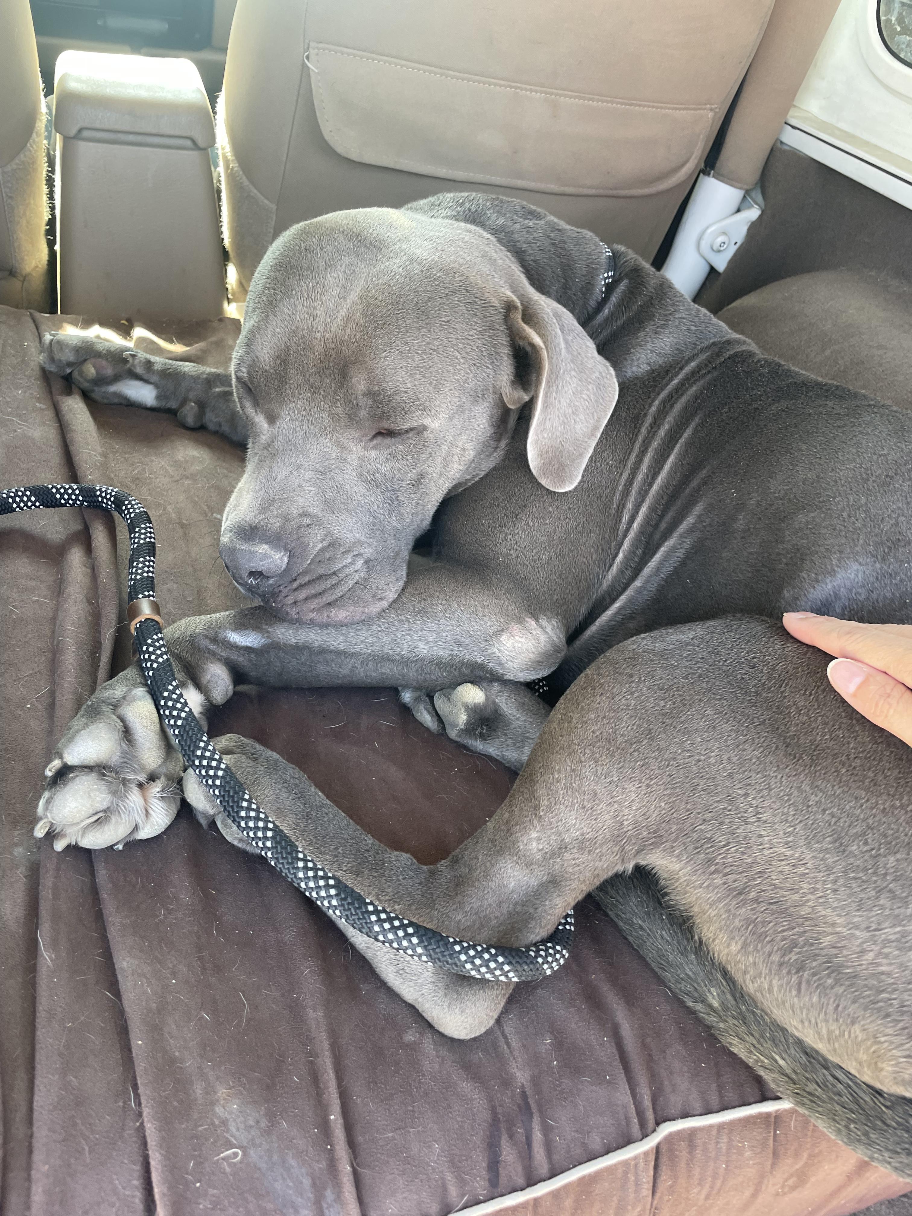 Maynard, Adopted, Adult Male Cane Corso & Pit Bull Terrier.