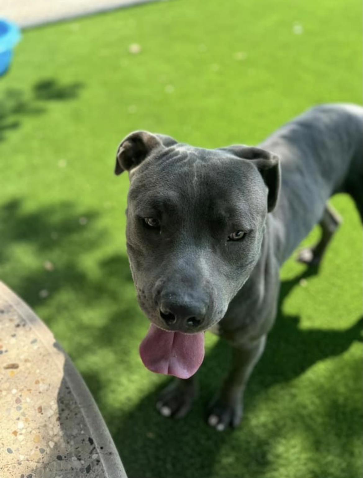 Maynard, a Adopted mixed breed in BAKERSFIELD, CA image 3/4