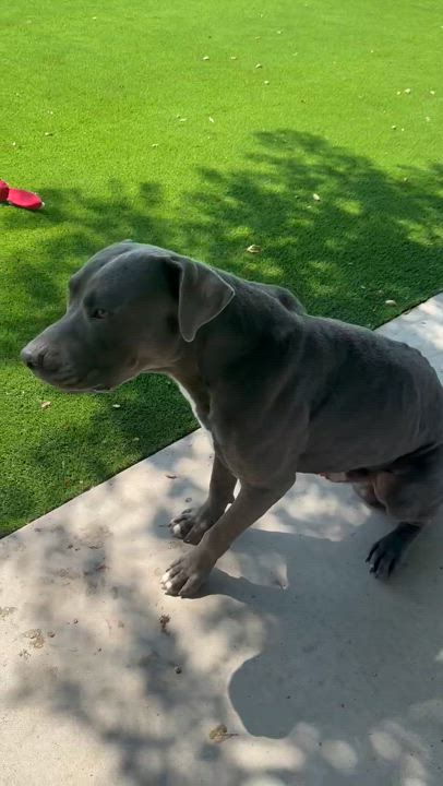 Enlarge Maynard, a Adopted mixed breed in BAKERSFIELD, CA video 4/4