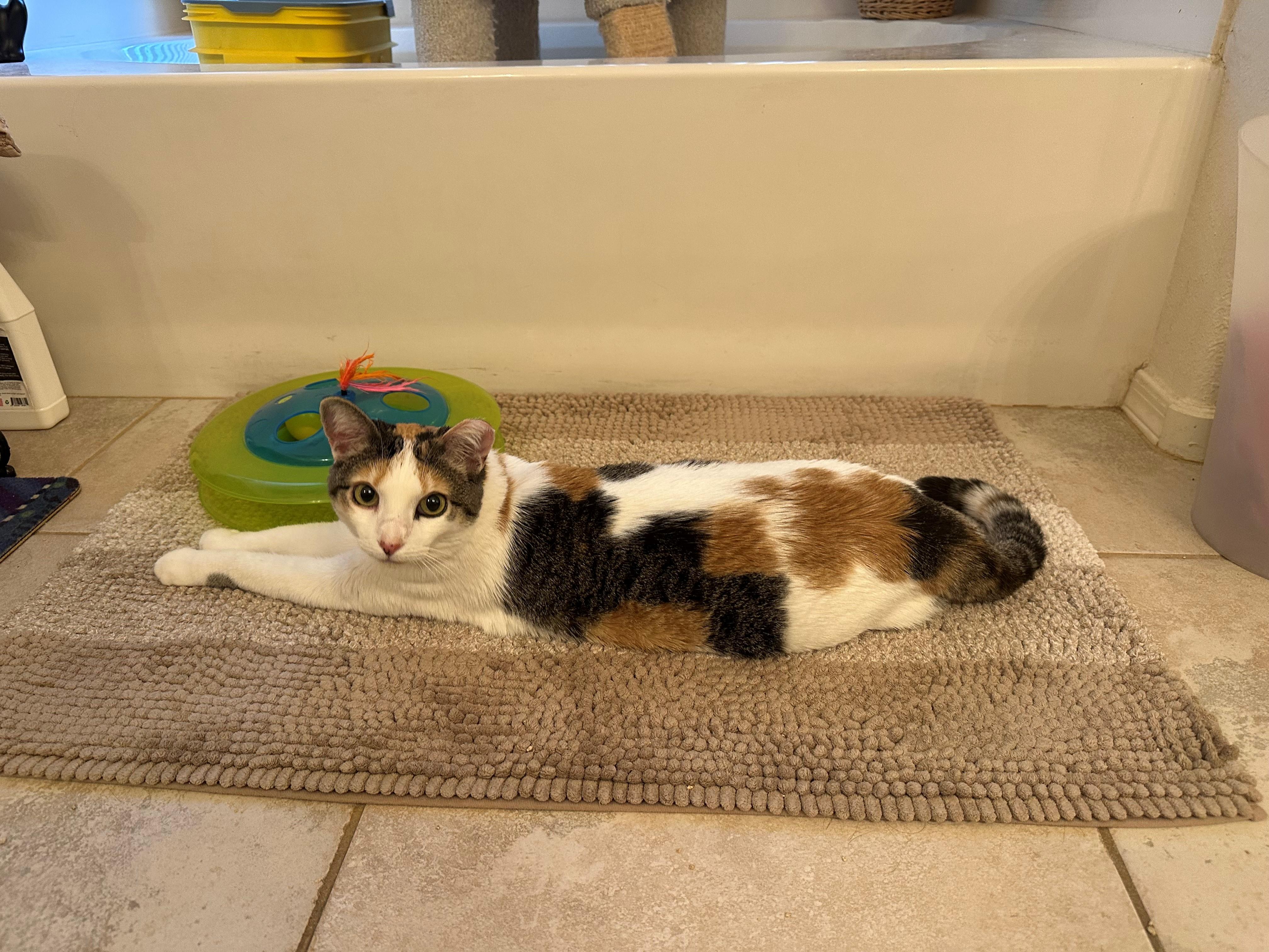 Kalani, an adoptable Calico, Domestic Short Hair in Mesa, AZ, 85201 | Photo Image 2