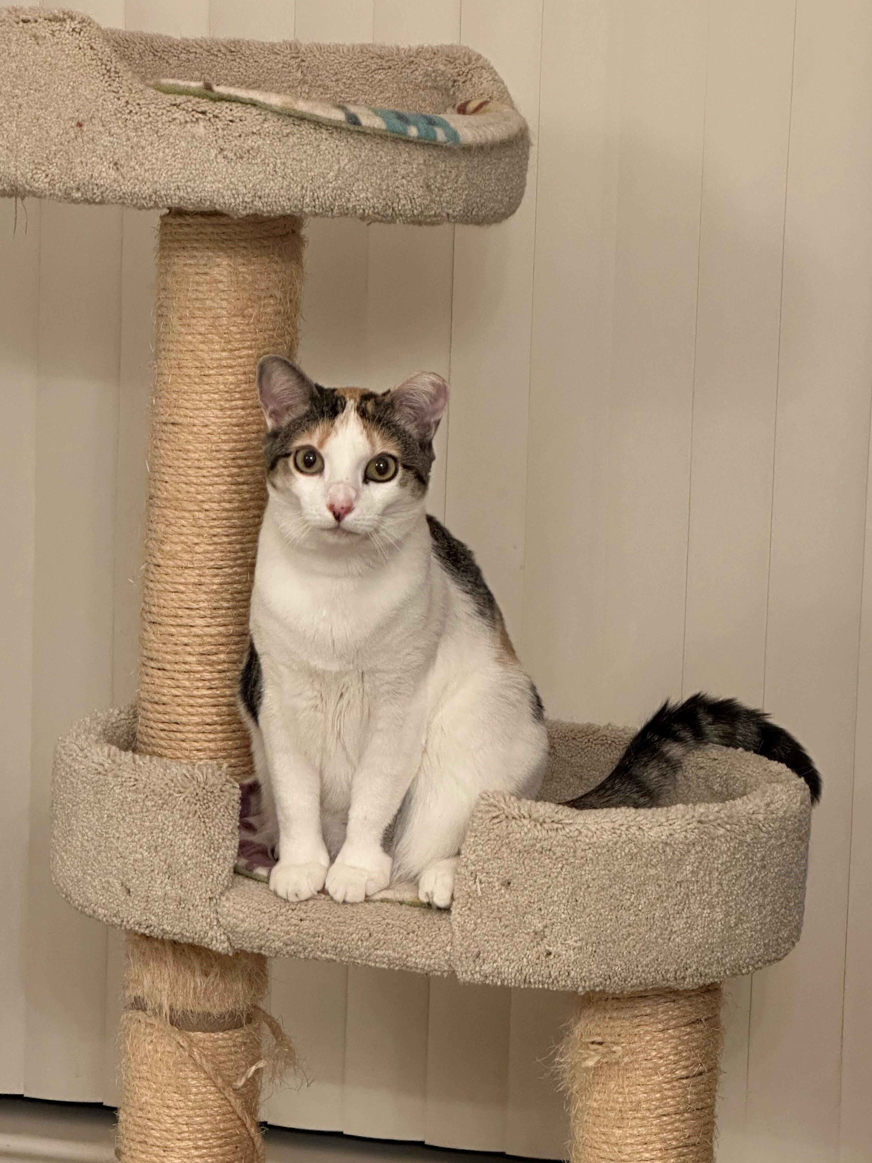 Enlarge Kalani, a Adoptable mixed breed in Mesa, AZ image 3/6