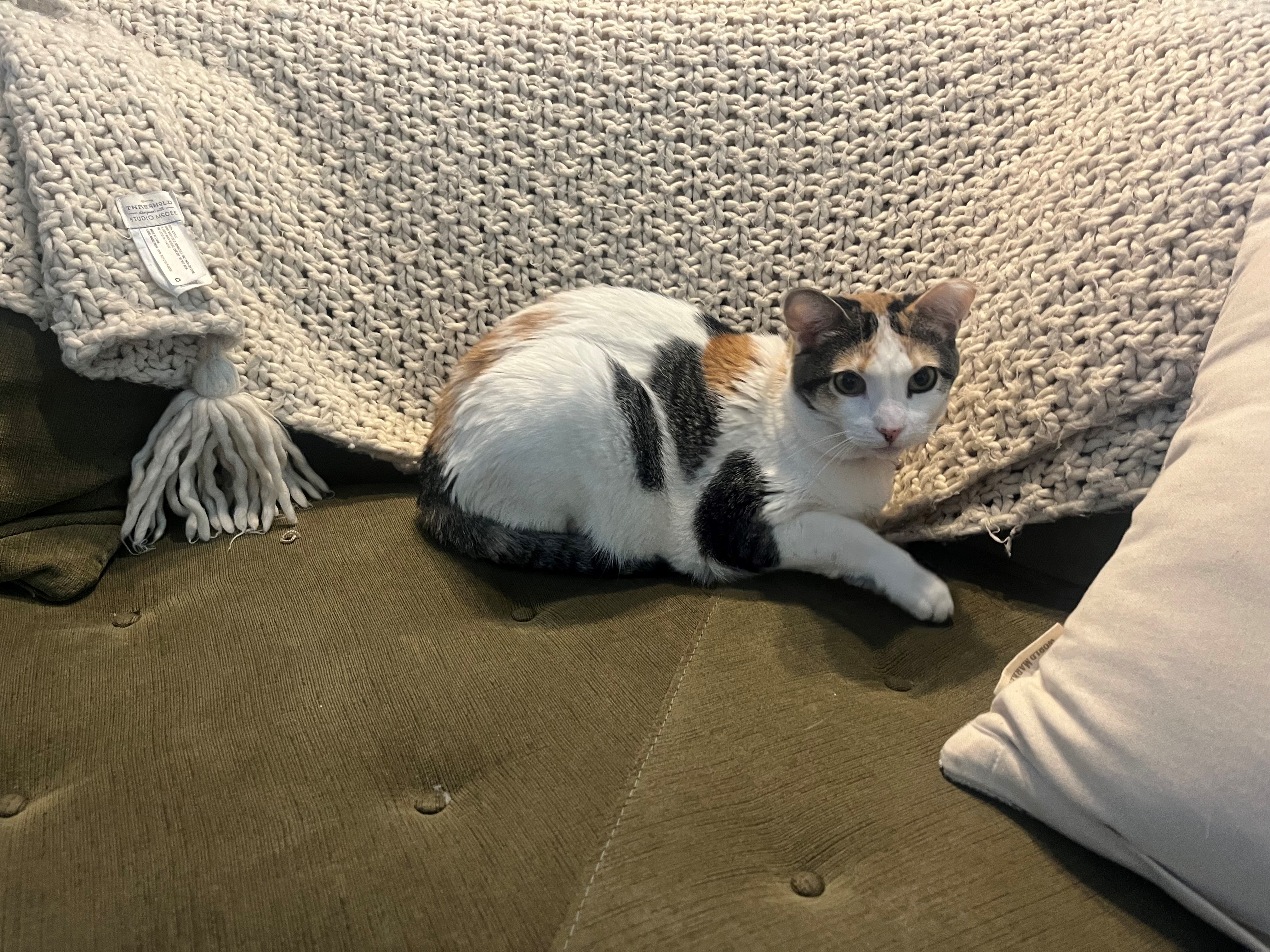 Enlarge Kalani, a Adoptable mixed breed in Mesa, AZ image 2/6