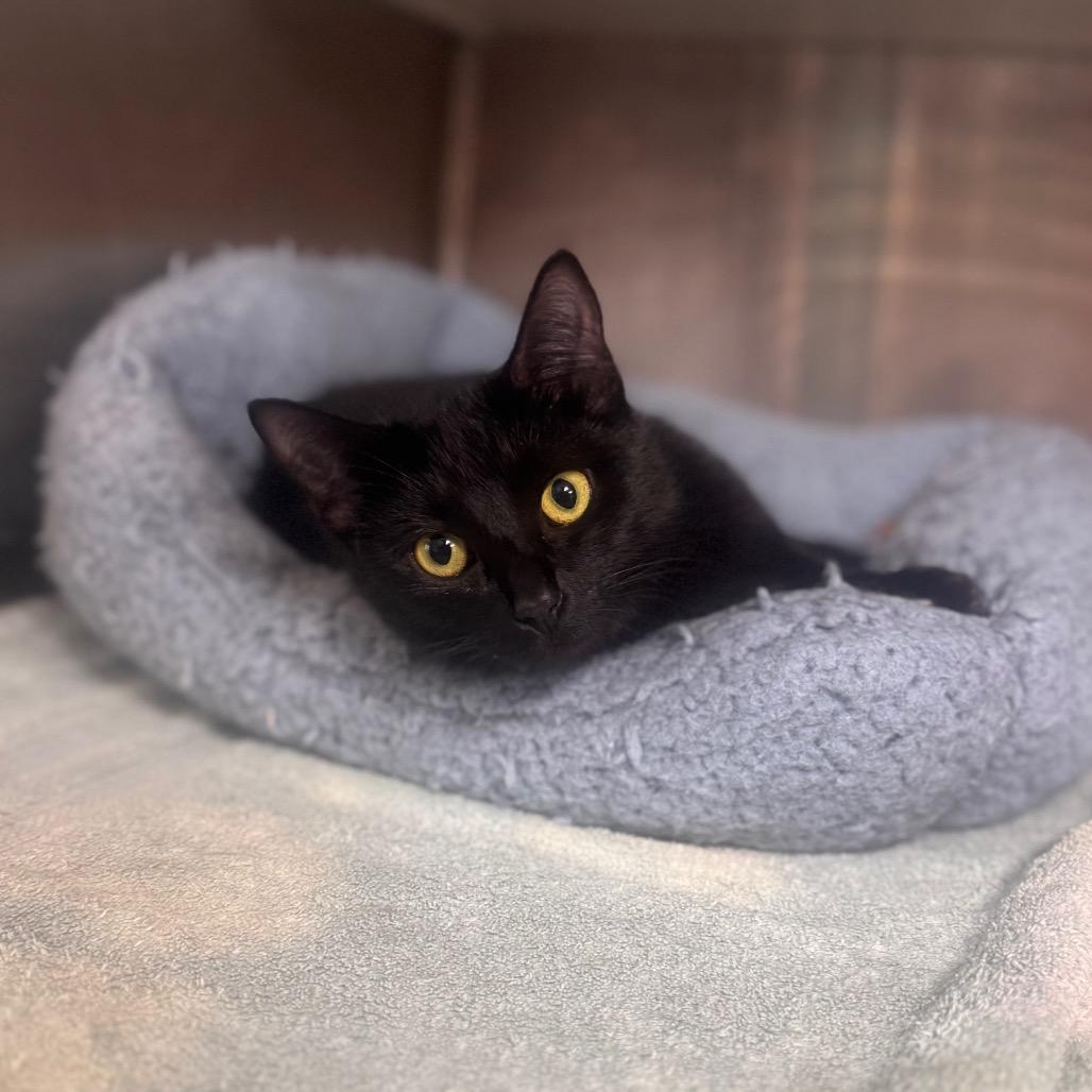 Enlarge Dixie, a Adoptable Domestic Short Hair in Starkville, MS image 1/6