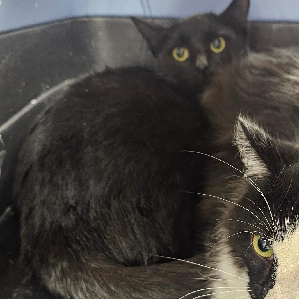 Enlarge Dixie, a Adoptable Domestic Short Hair in Starkville, MS image 2/6