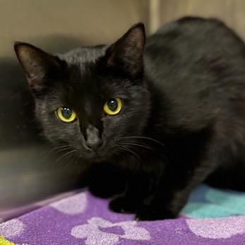 Enlarge Dixie, a Adoptable Domestic Short Hair in Starkville, MS image 3/6