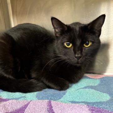 Enlarge Dixie, a Adoptable Domestic Short Hair in Starkville, MS image 4/6