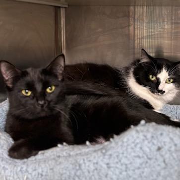 Enlarge Dixie, a Adoptable Domestic Short Hair in Starkville, MS image 5/6