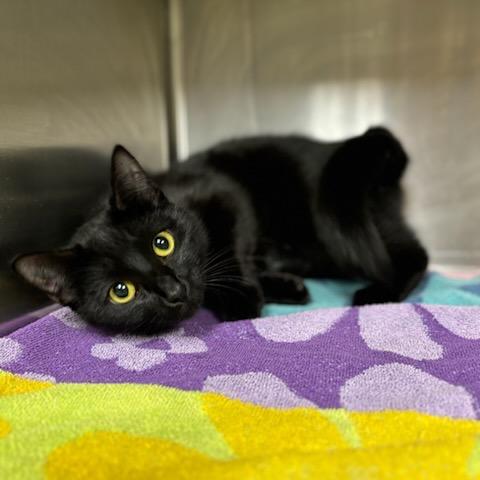 Enlarge Dixie, a Adoptable Domestic Short Hair in Starkville, MS image 6/6