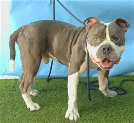 IRON MAN, Adoptable, Adult Male Pit Bull Terrier.