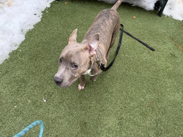 Tyger — thumbnail 2