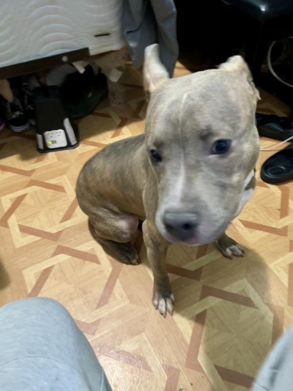 Tyger — thumbnail 3