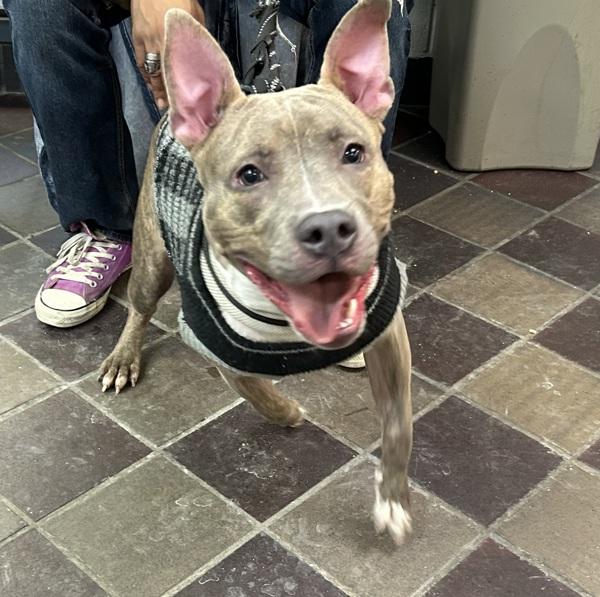 Tyger — thumbnail 4