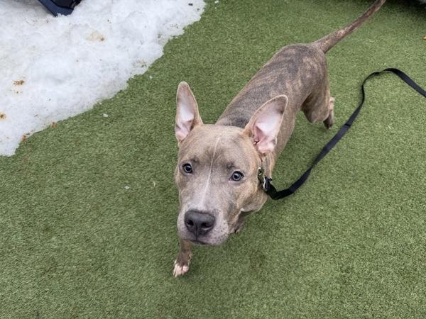 Tyger — thumbnail 6