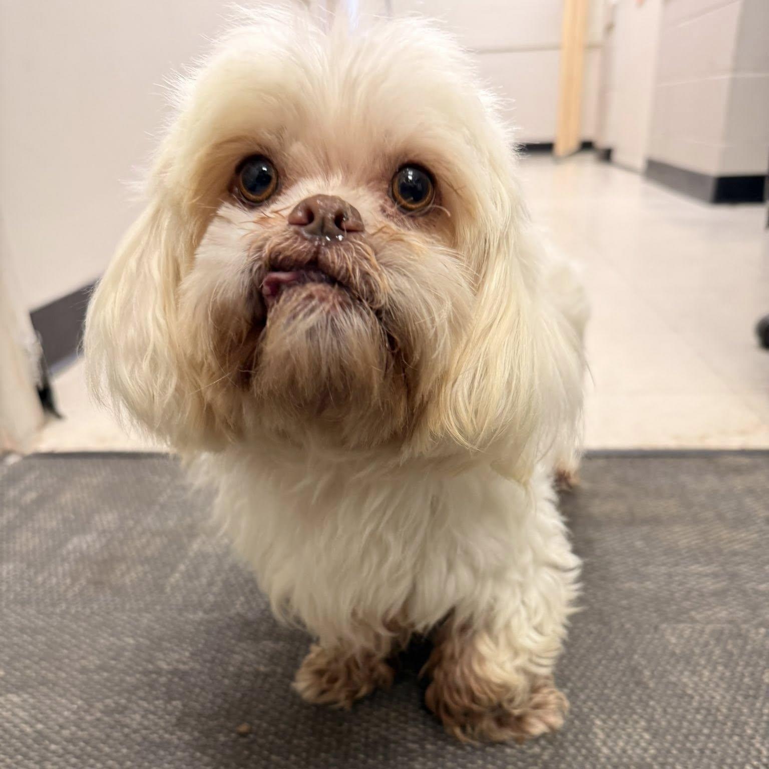 Enlarge Muffy, a Adoptable mixed breed in Watertown, WI image 2/5