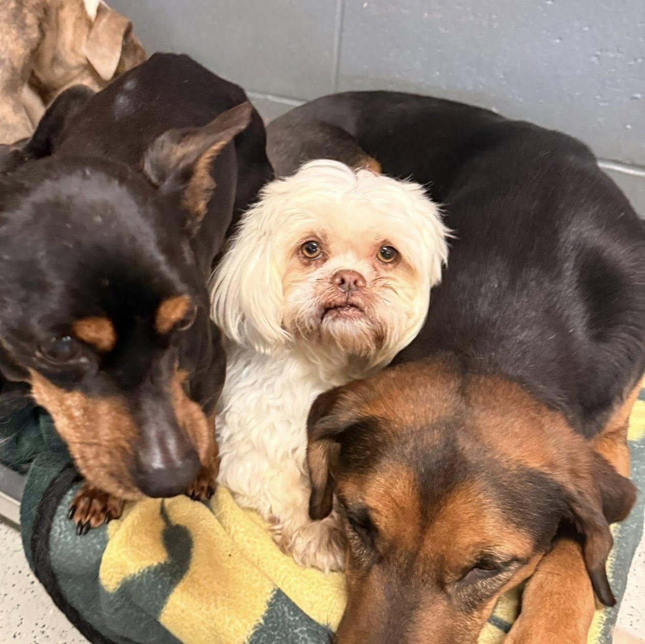 Enlarge Muffy, a Adoptable mixed breed in Watertown, WI image 3/5