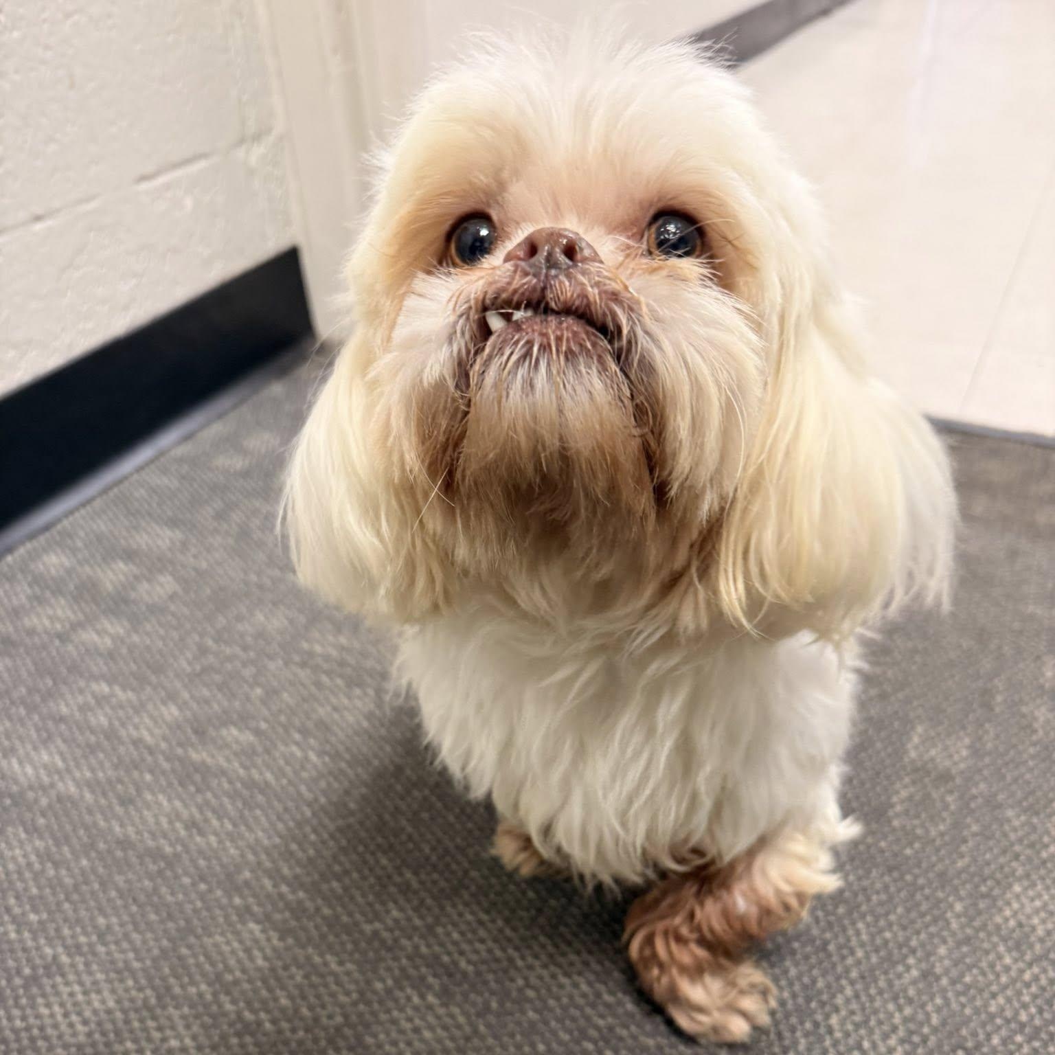 Enlarge Muffy, a Adoptable mixed breed in Watertown, WI image 5/5