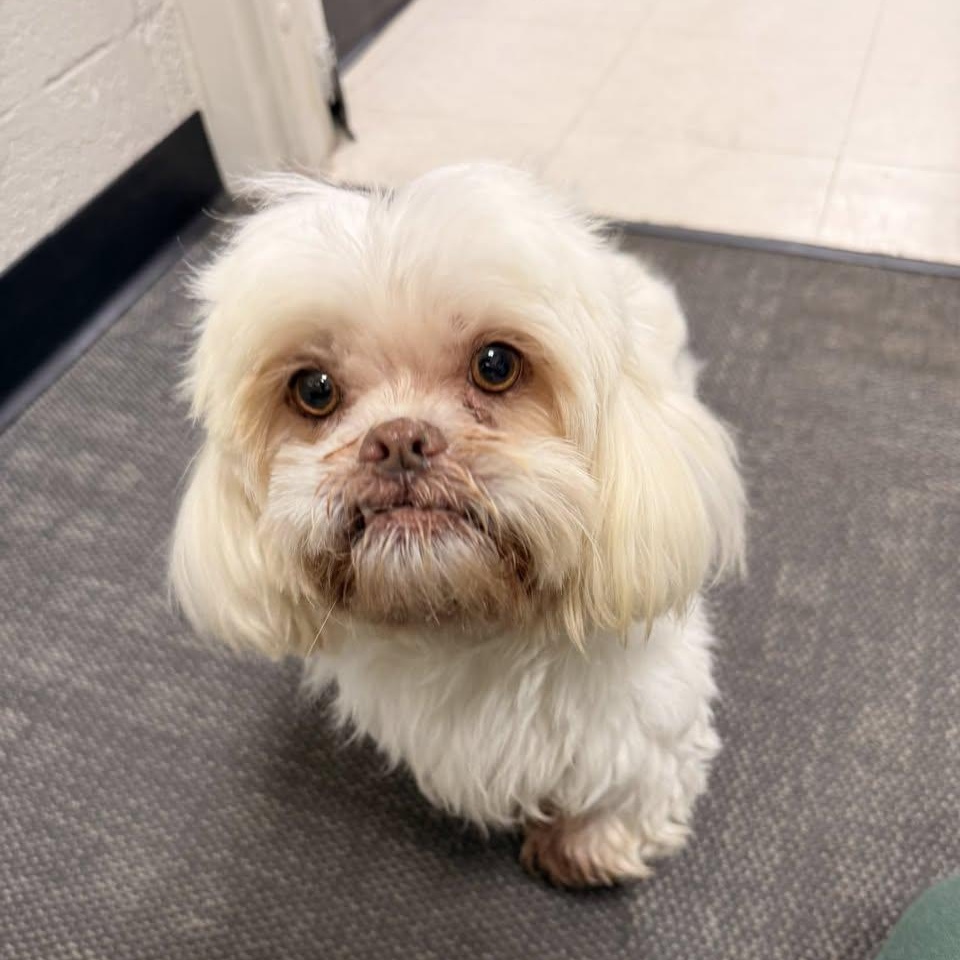 Enlarge Muffy, a Adoptable mixed breed in Watertown, WI image 1/5