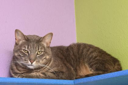 Lily, an adoptable Domestic Short Hair in Baton Rouge, LA_image-1