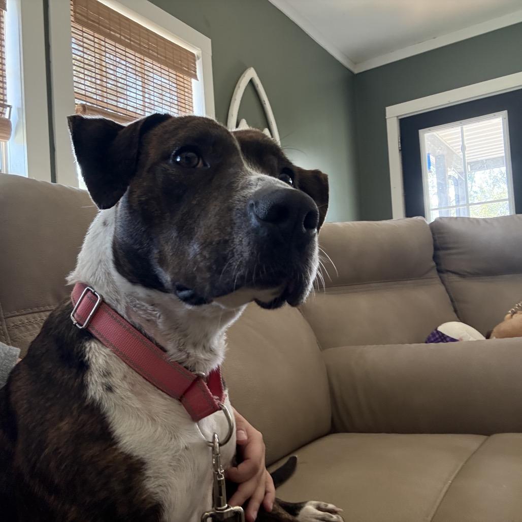 Enlarge Daisy, an adopted mixed breed in Vineyard, UT image 5/5