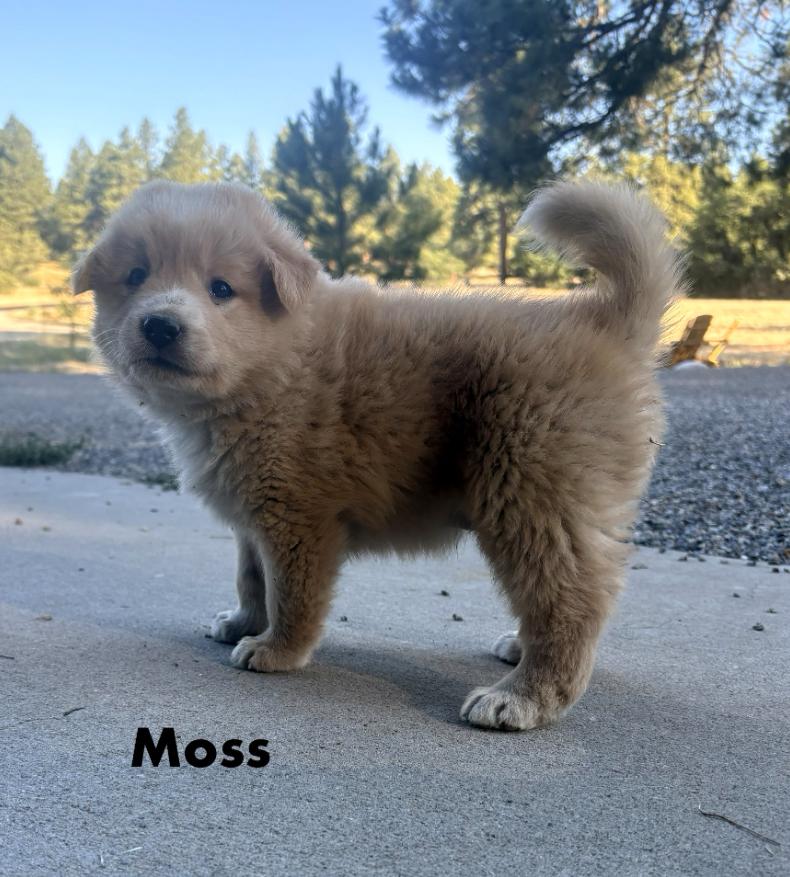 Moss, Adoptable, Puppy Male Australian Cattle Dog / Blue Heeler.