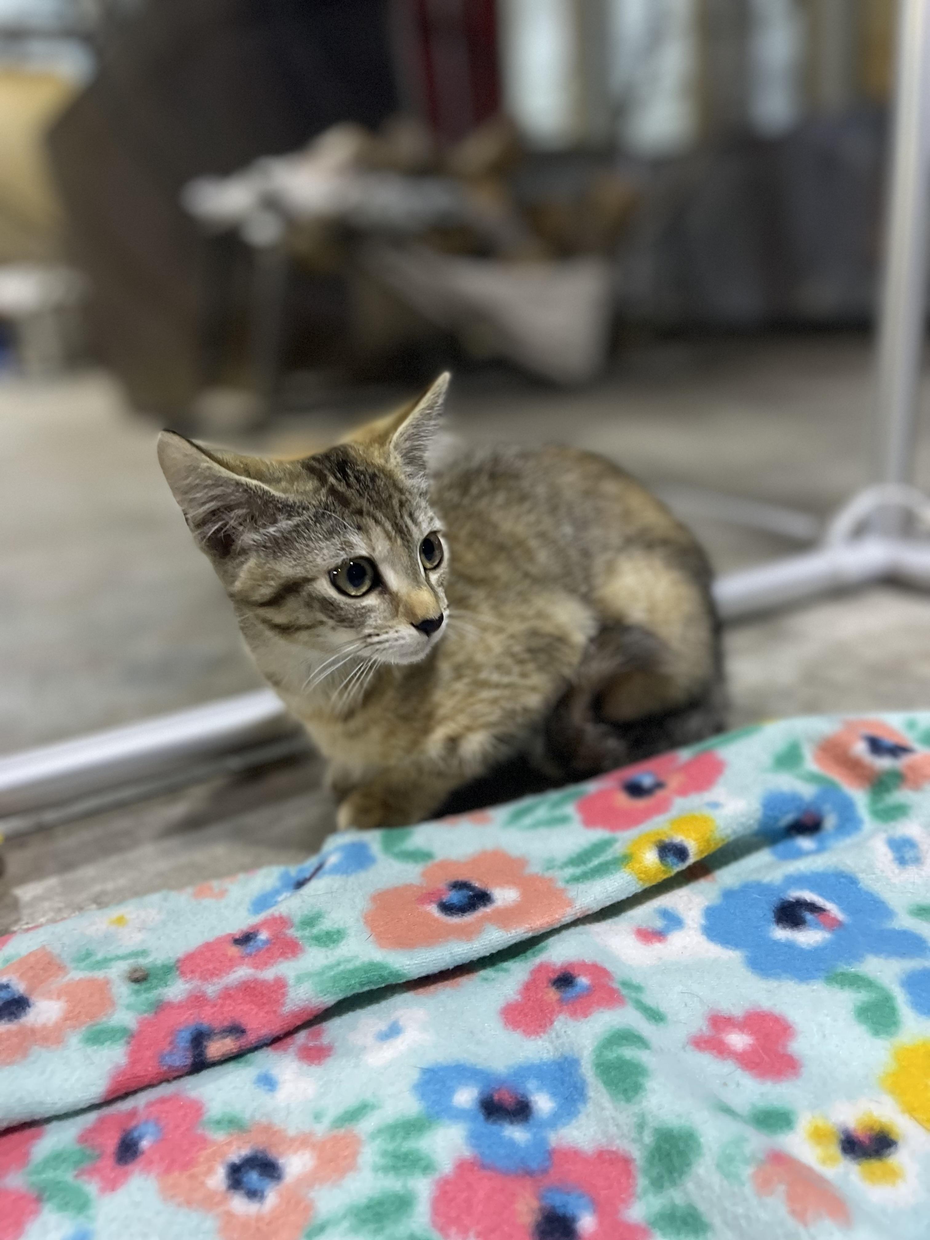 Abby, Adoptable, Young Female Domestic Short Hair.