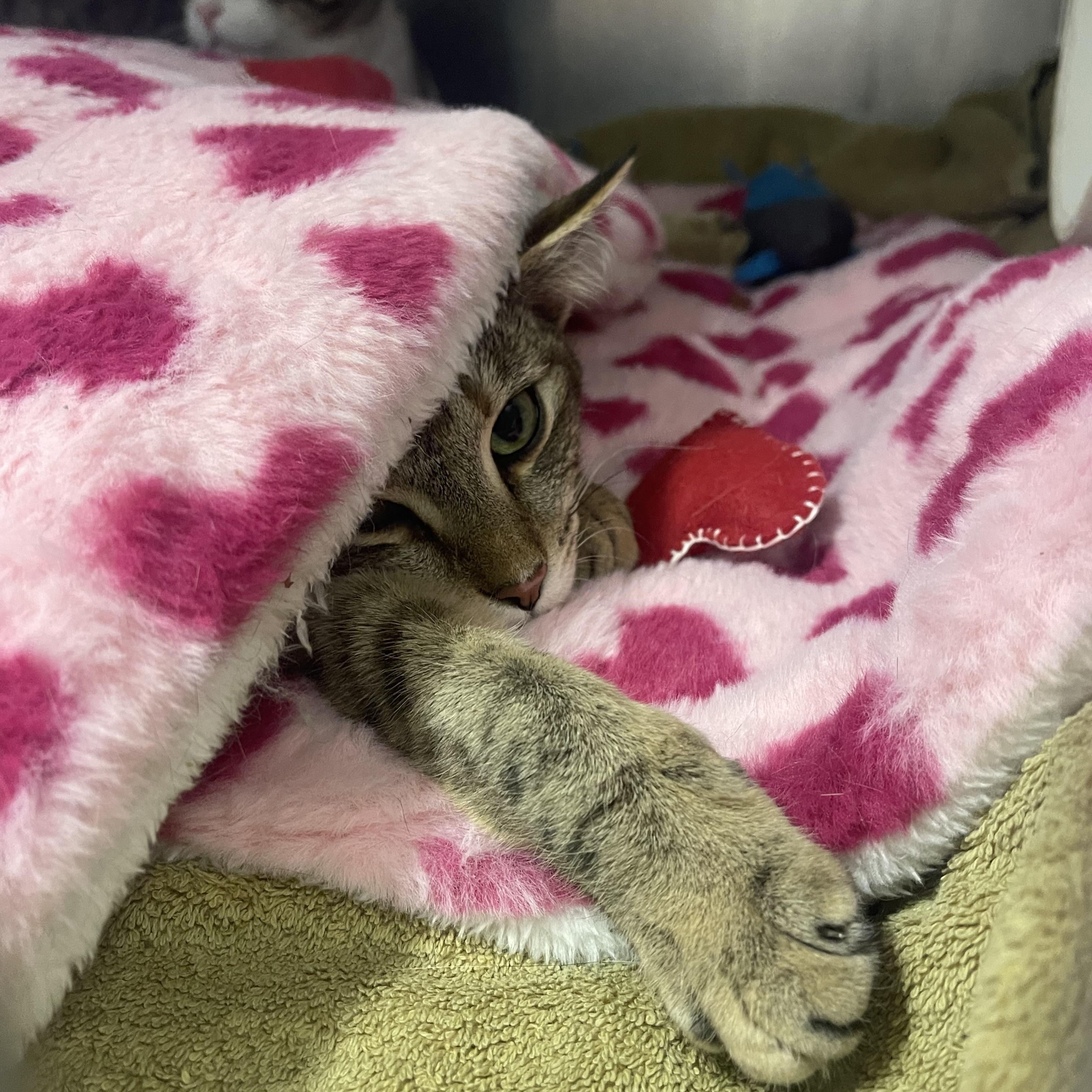 Enlarge Abby, a Adoptable Domestic Short Hair in Bridgeton, NJ image 2/4