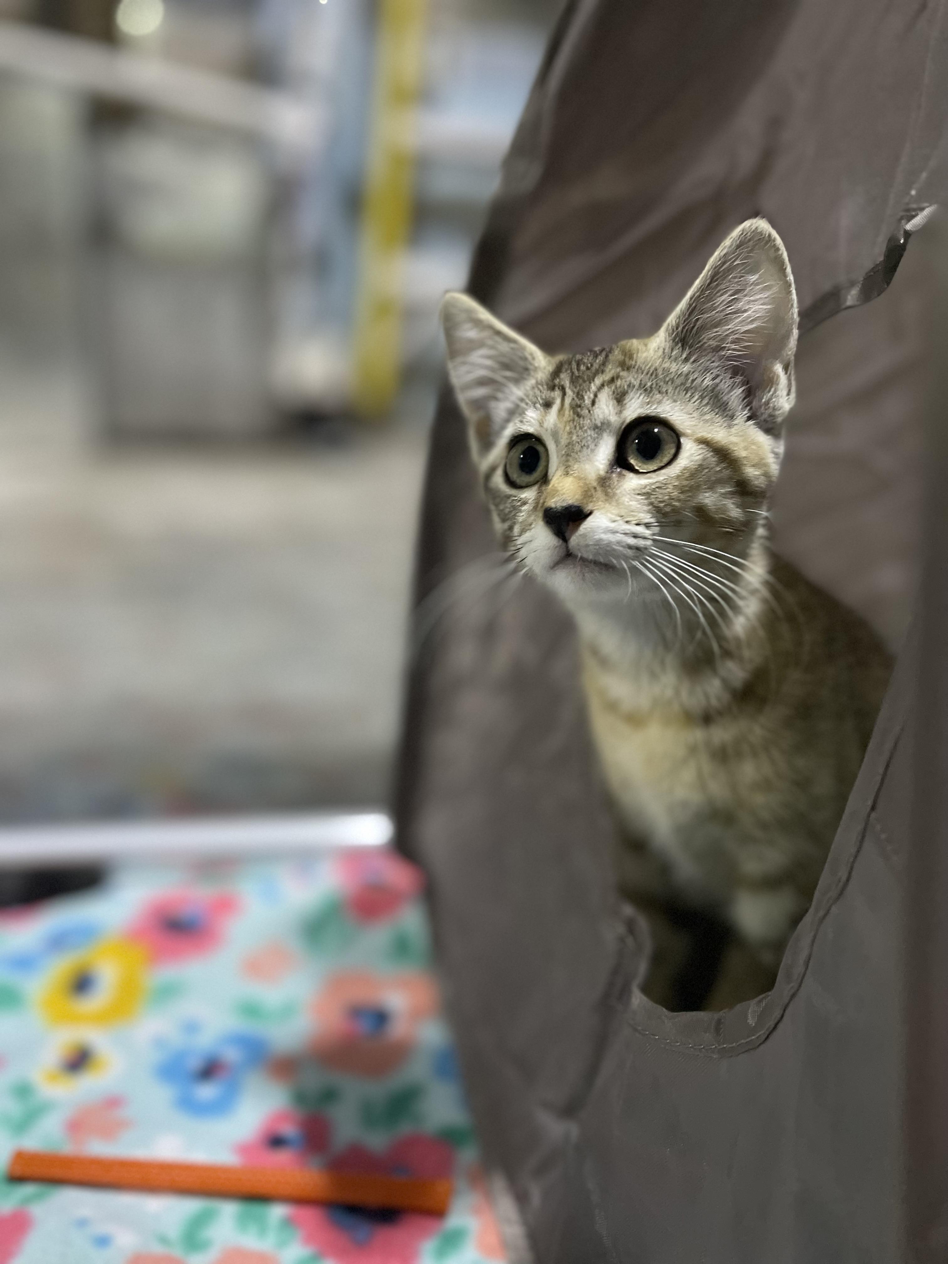 Abby, a Adoptable Domestic Short Hair image 2/3